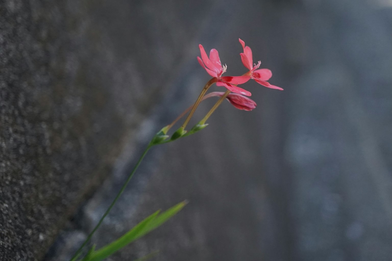 Close-up of small pink flowers growing against a wall