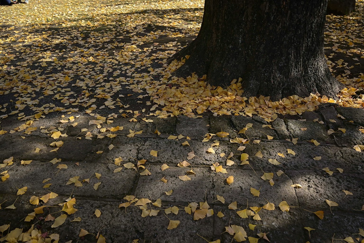 Un tapis de feuilles jaunes sous un arbre