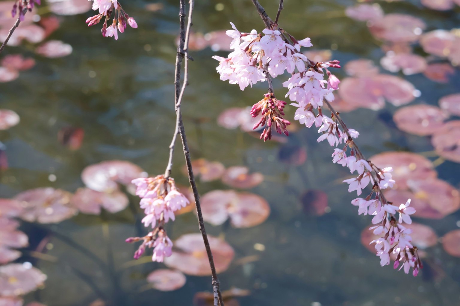 Bella scena di fiori di ciliegio e ninfee sulla superficie