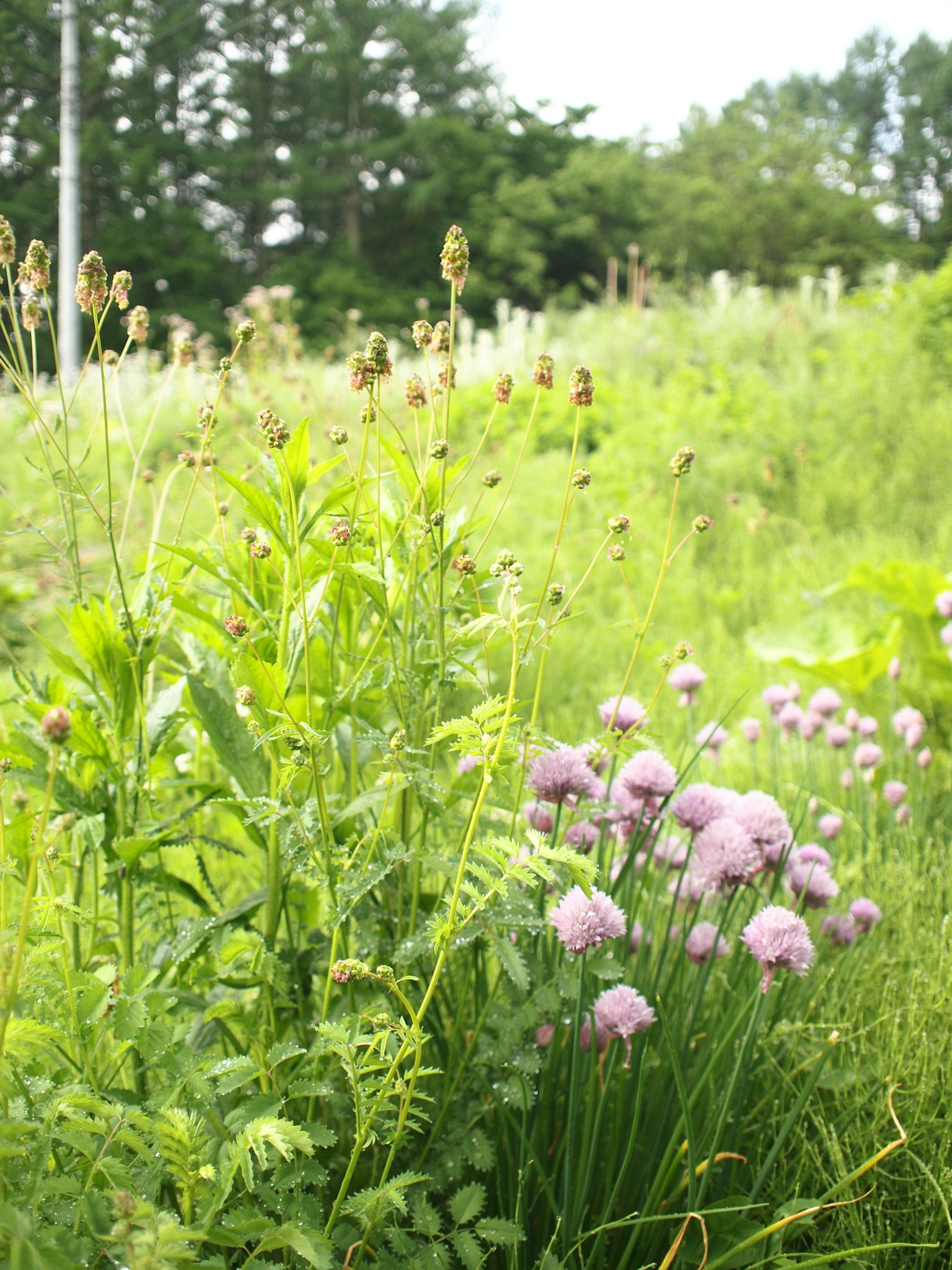 Prato verdeggiante con fiori viola e varie piante