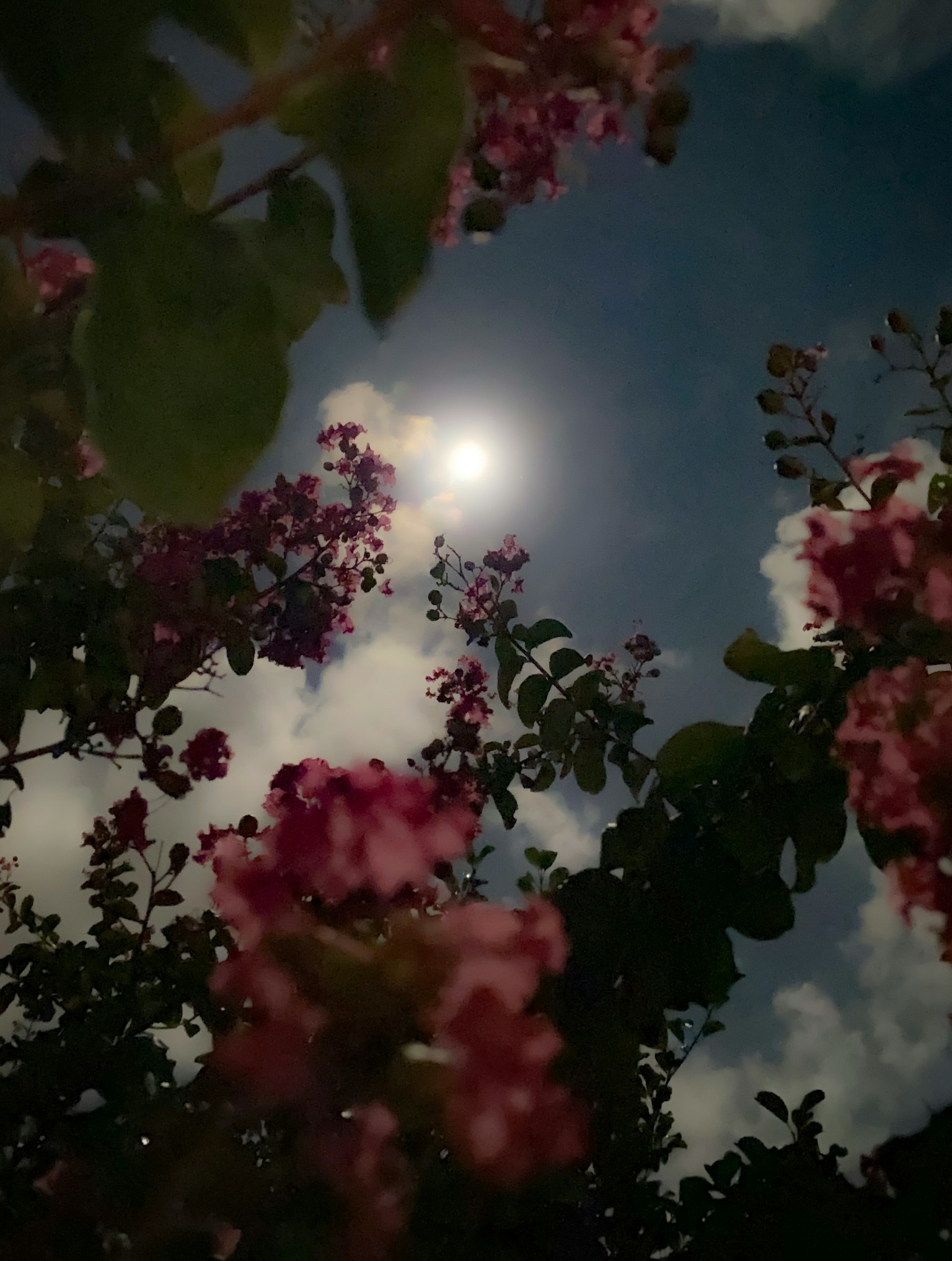 Luce della luna brillante con fiori e cielo sullo sfondo
