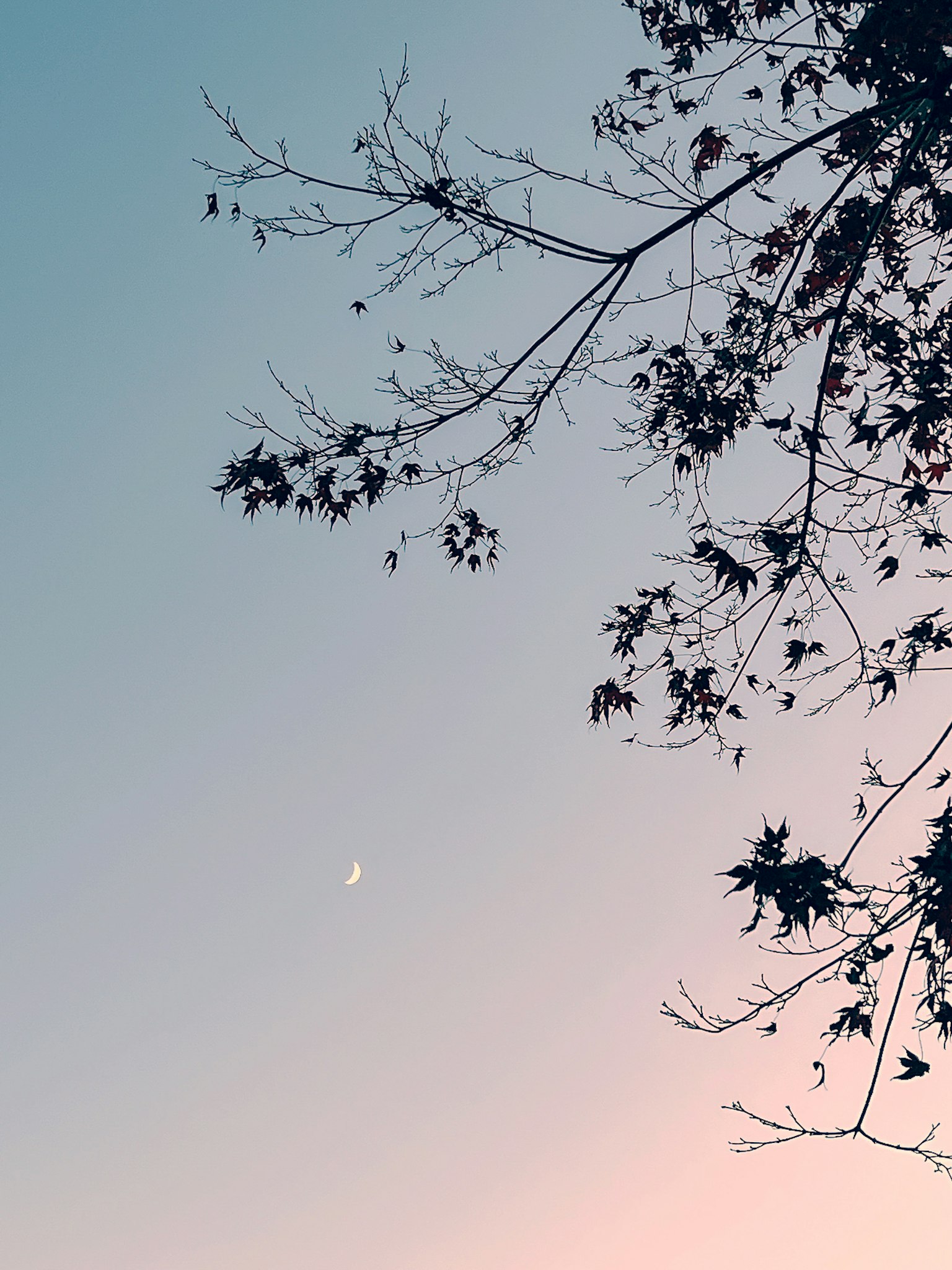Luna visibile nel cielo serale con rami d'albero