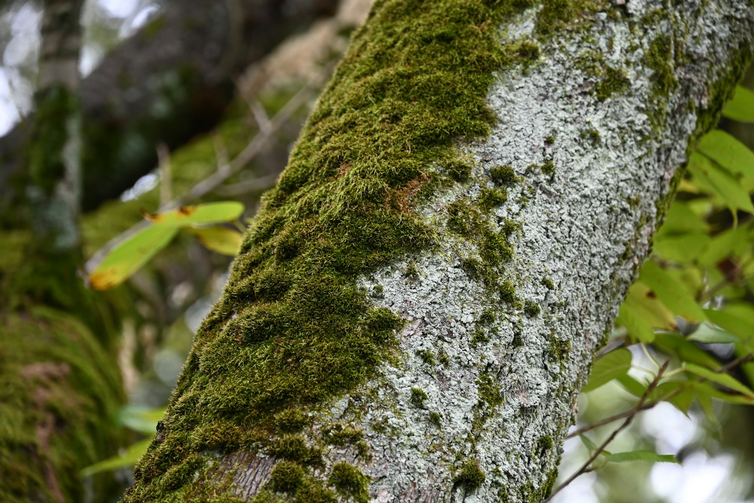 Close-up of a moss-covered tree trunk featuring green moss and gray bark