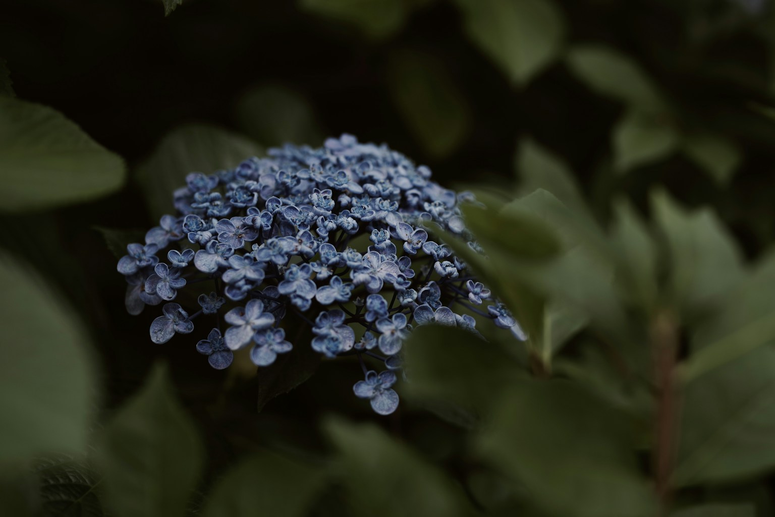 Raggruppamento di fiori blu circondati da foglie verdi