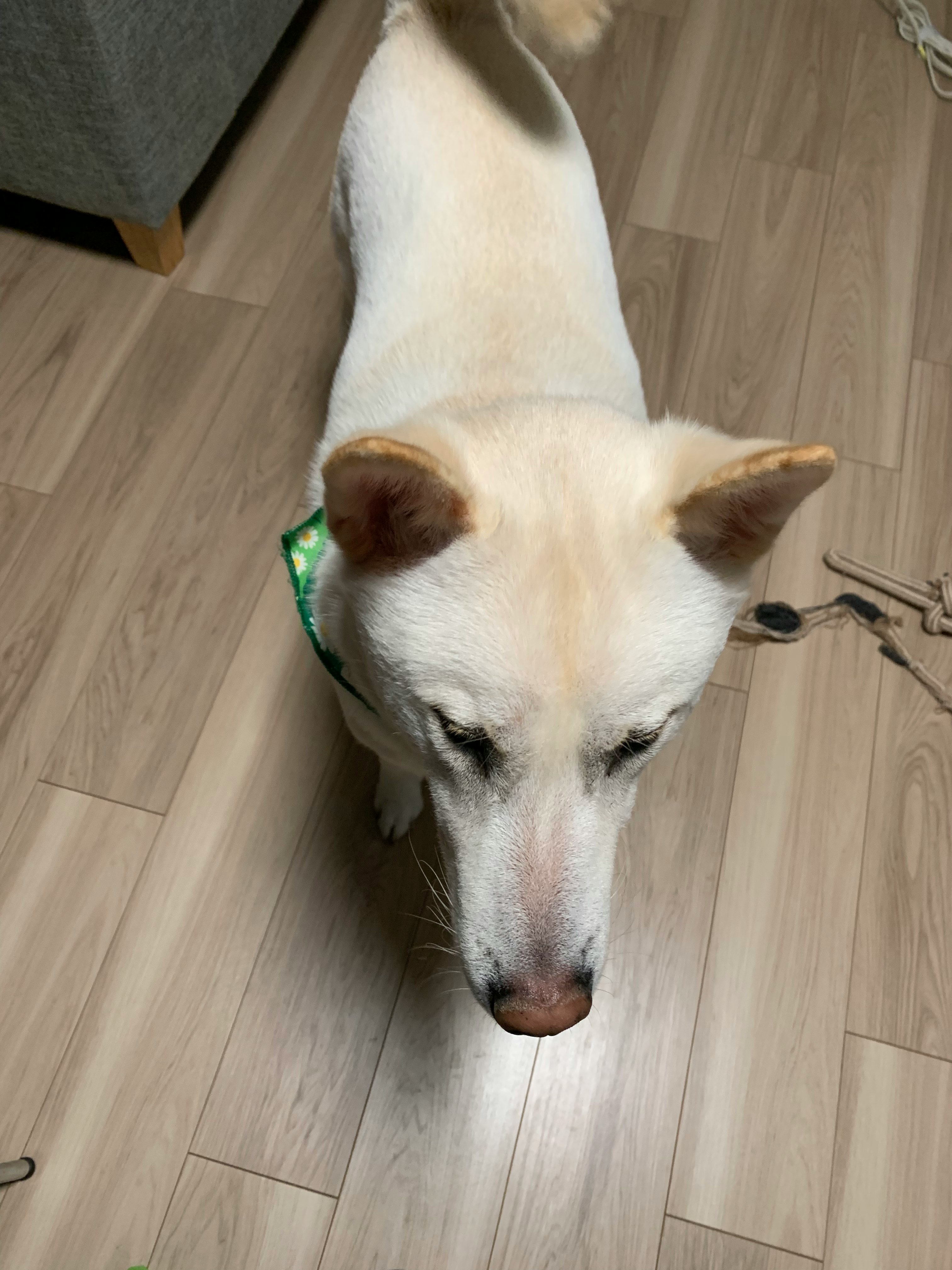 cane bianco sdraiato sul pavimento