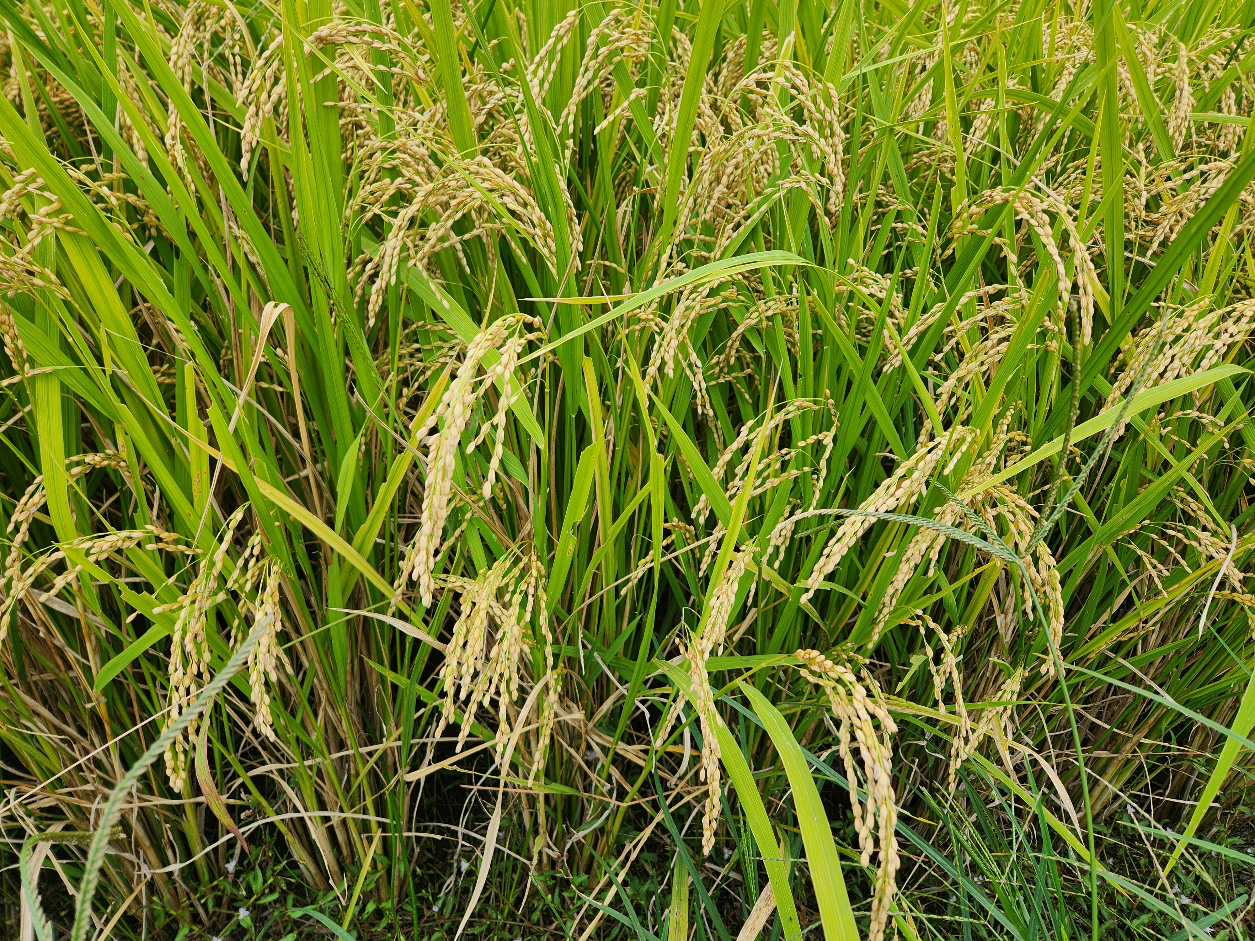 稲穂が実る緑の田んぼの草むら