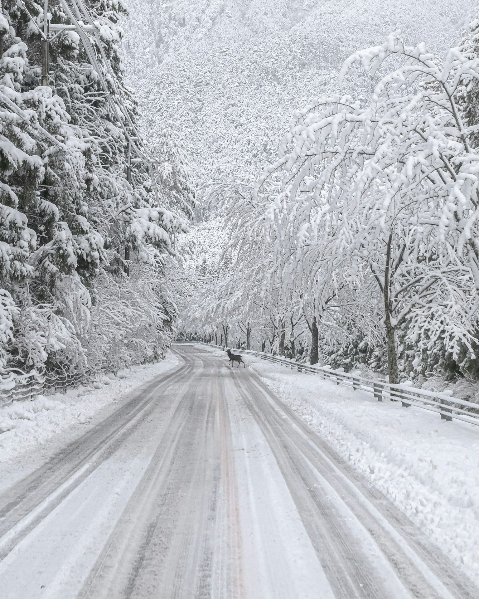 被雪覆蓋的道路和冬季景觀的樹木