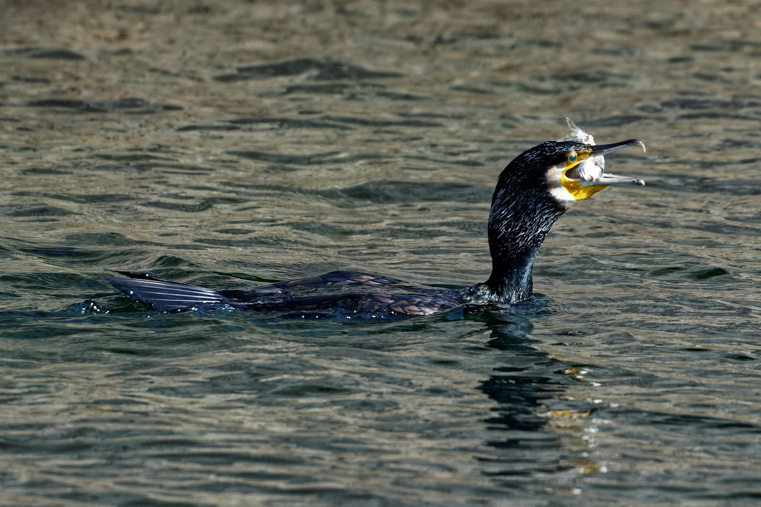 Cormorán nadando en el agua sosteniendo un pez