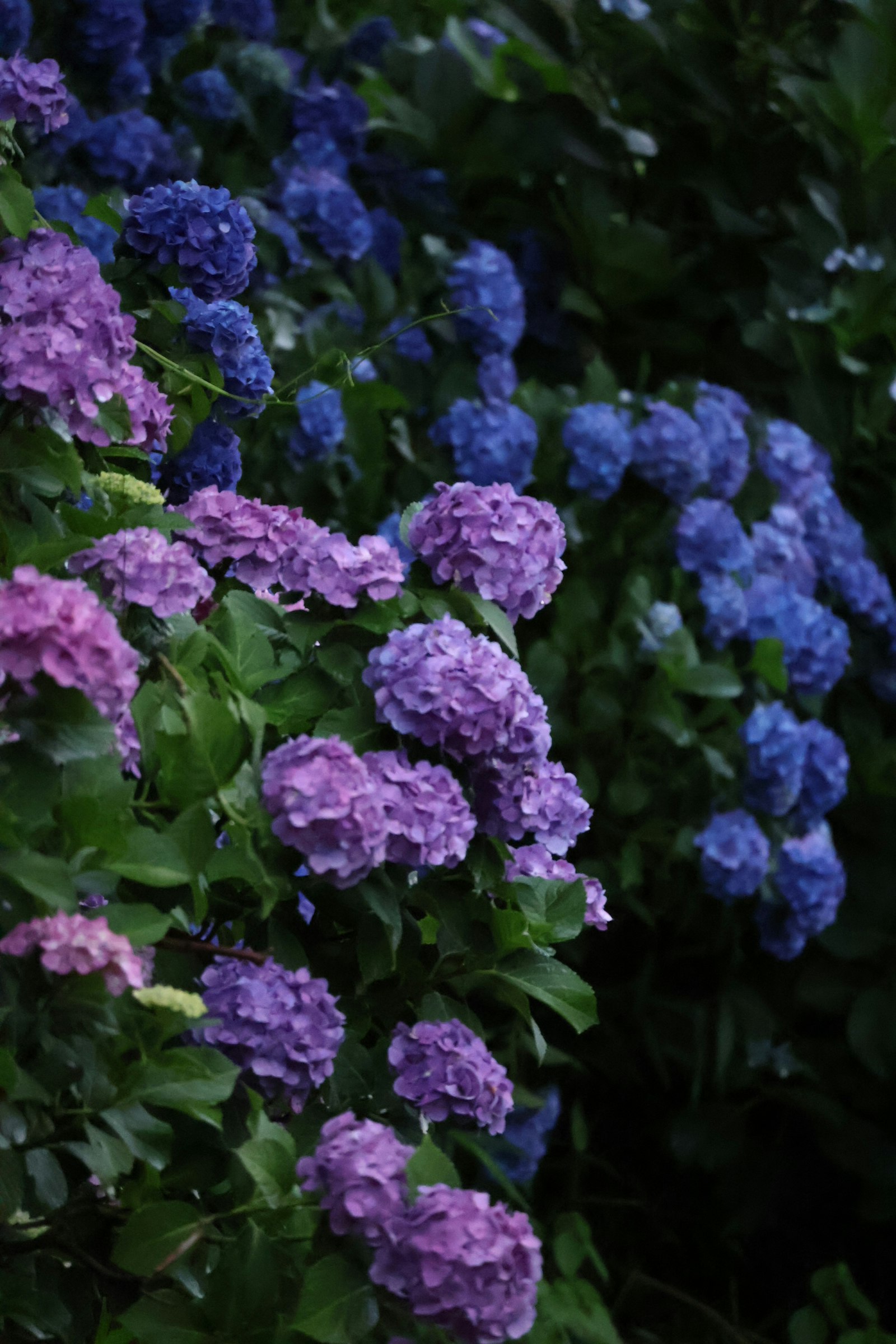 雨上がりの紫陽花が咲く花壇の群れ