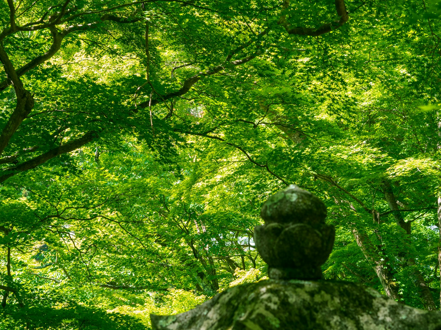 Rückansicht einer Buddha-Statue umgeben von üppigem grünem Laub