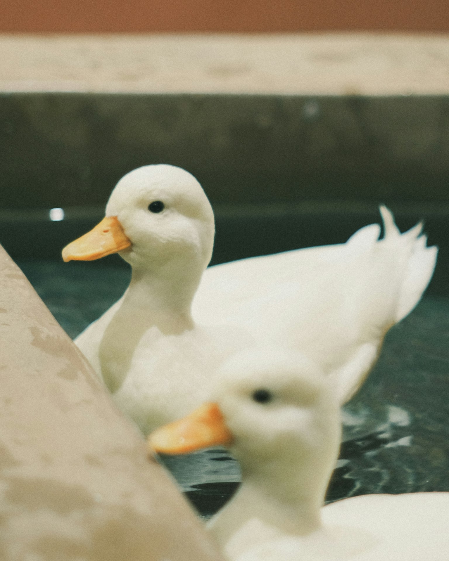 Two white ducks swimming in water