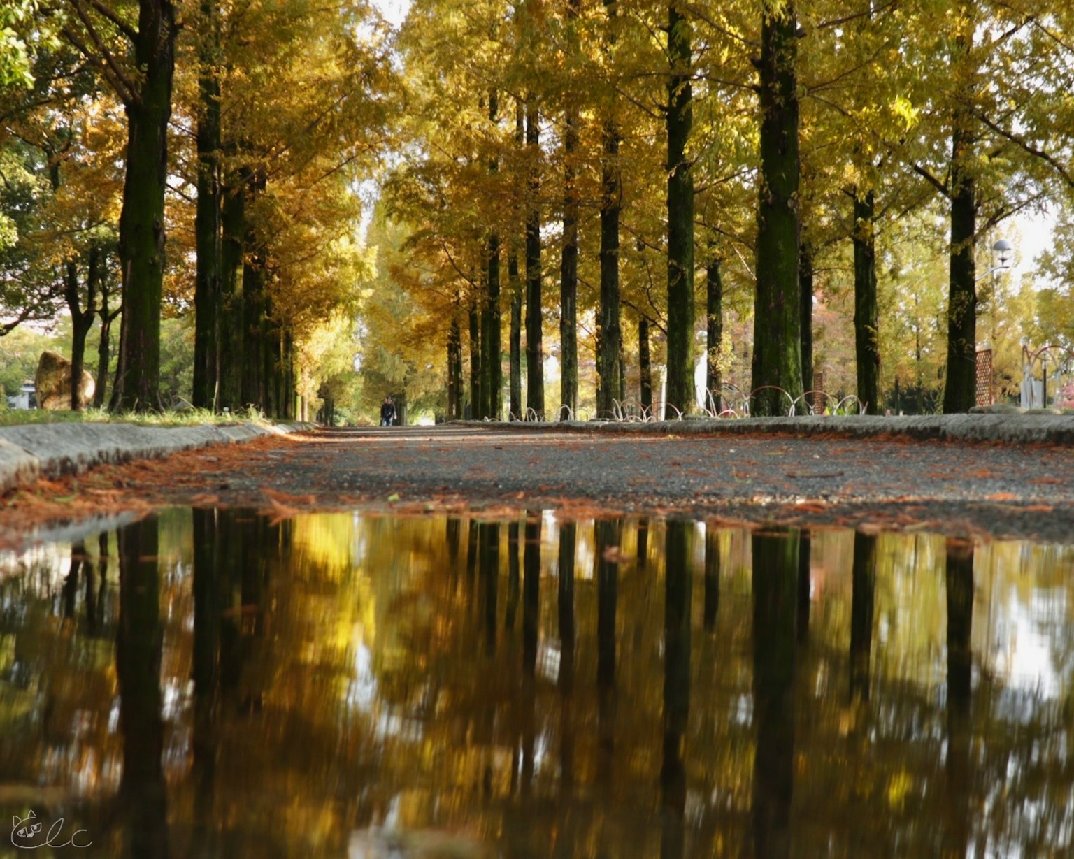 Camino bordeado de árboles en otoño con reflejos en el agua