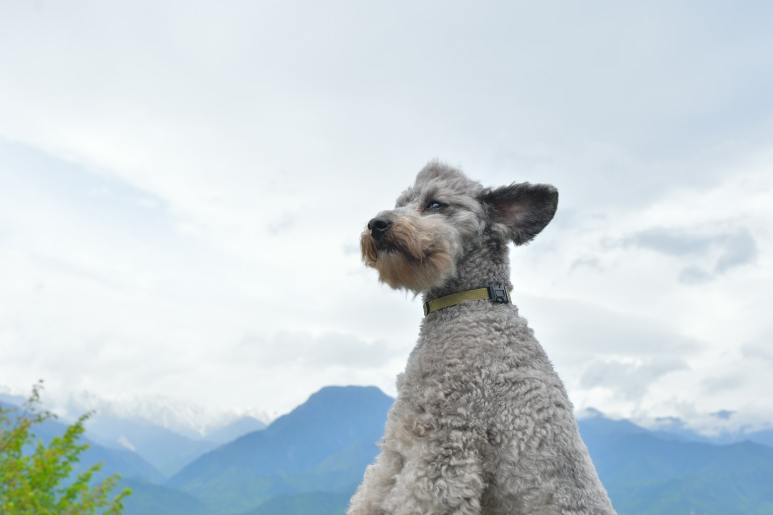 Profil anjing dengan latar belakang pegunungan
