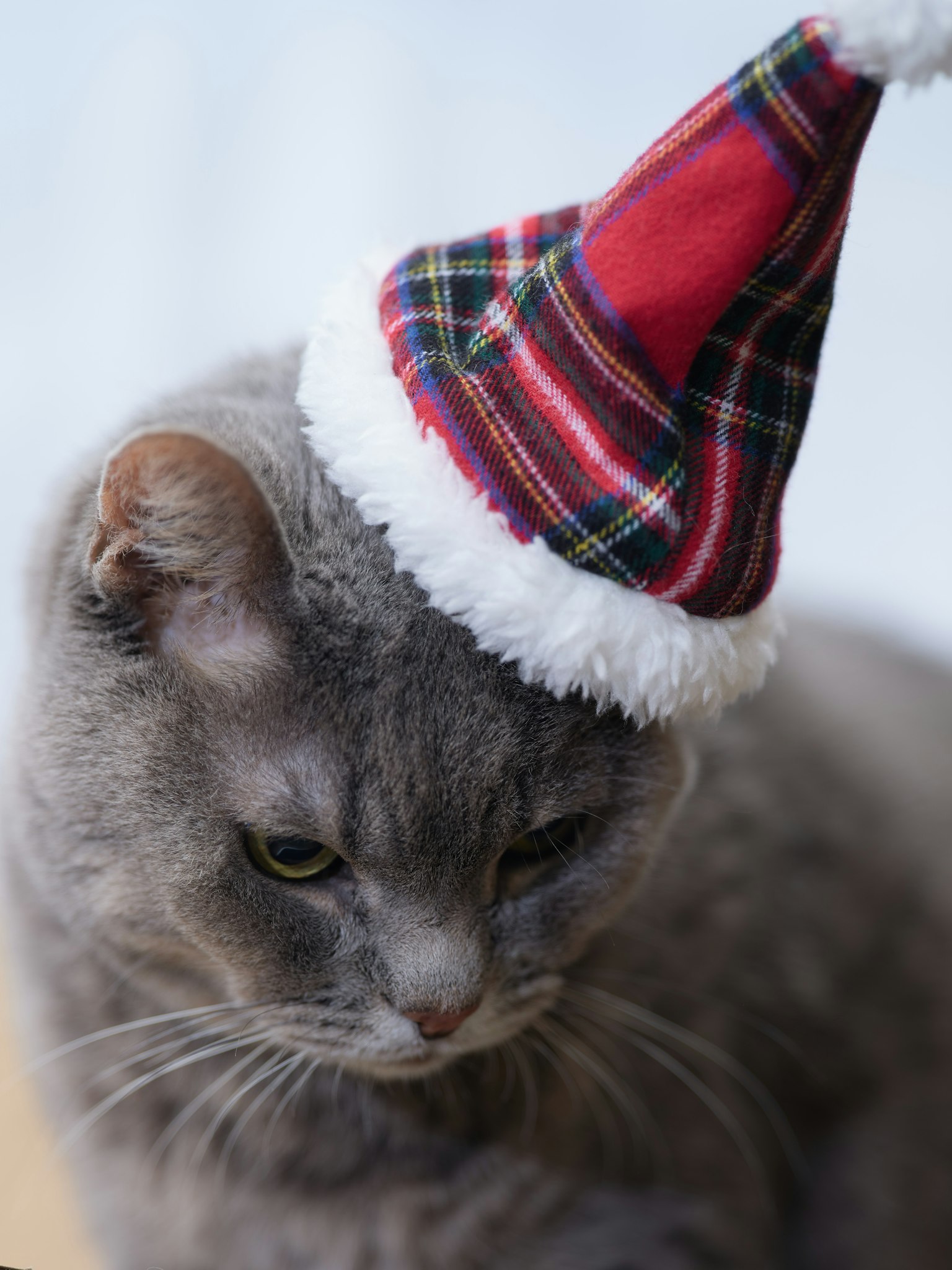 Gato gris con un sombrero navideño a cuadros rojos y verdes