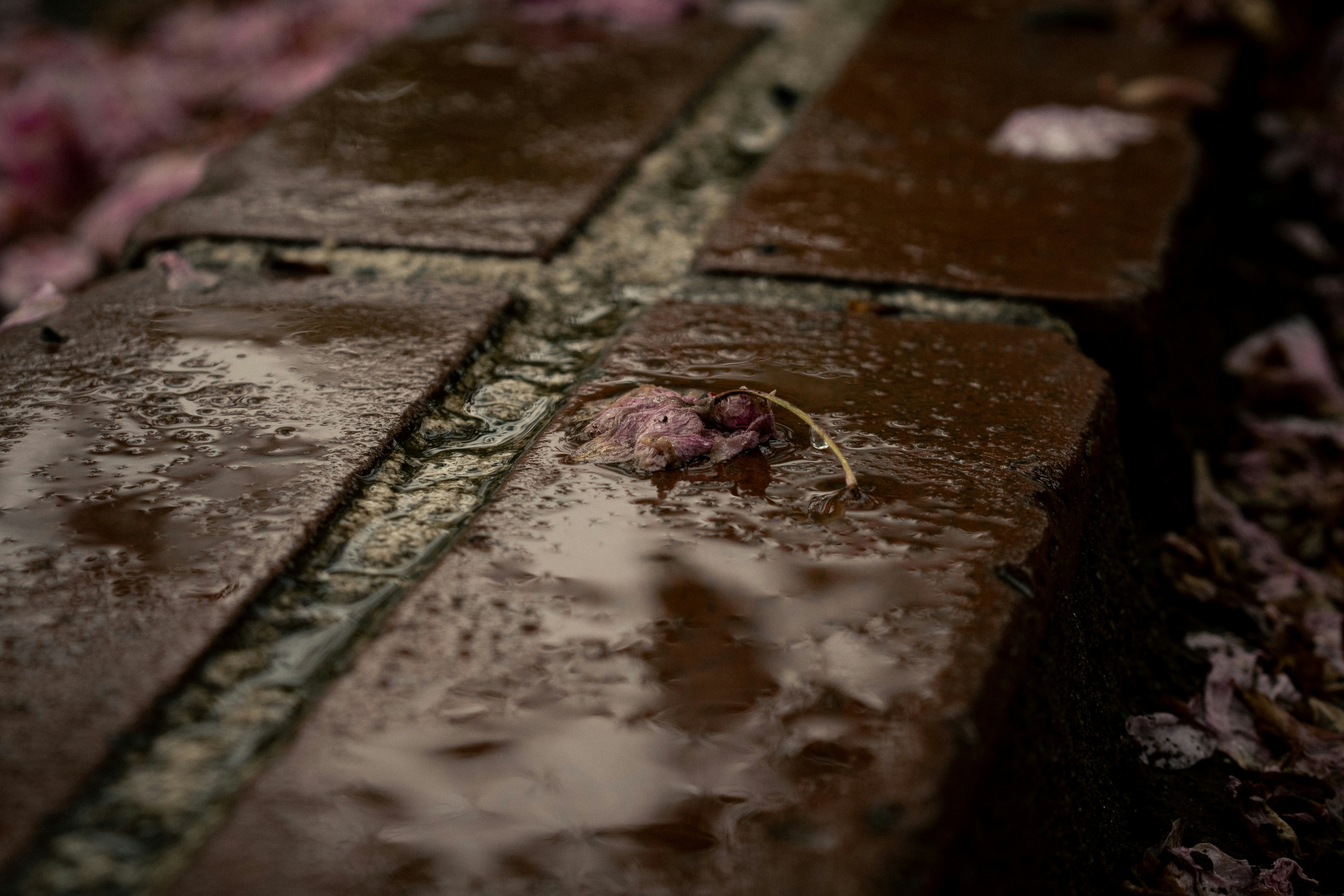 photo-cMXNdrbRzPervbb4Z2dh-image