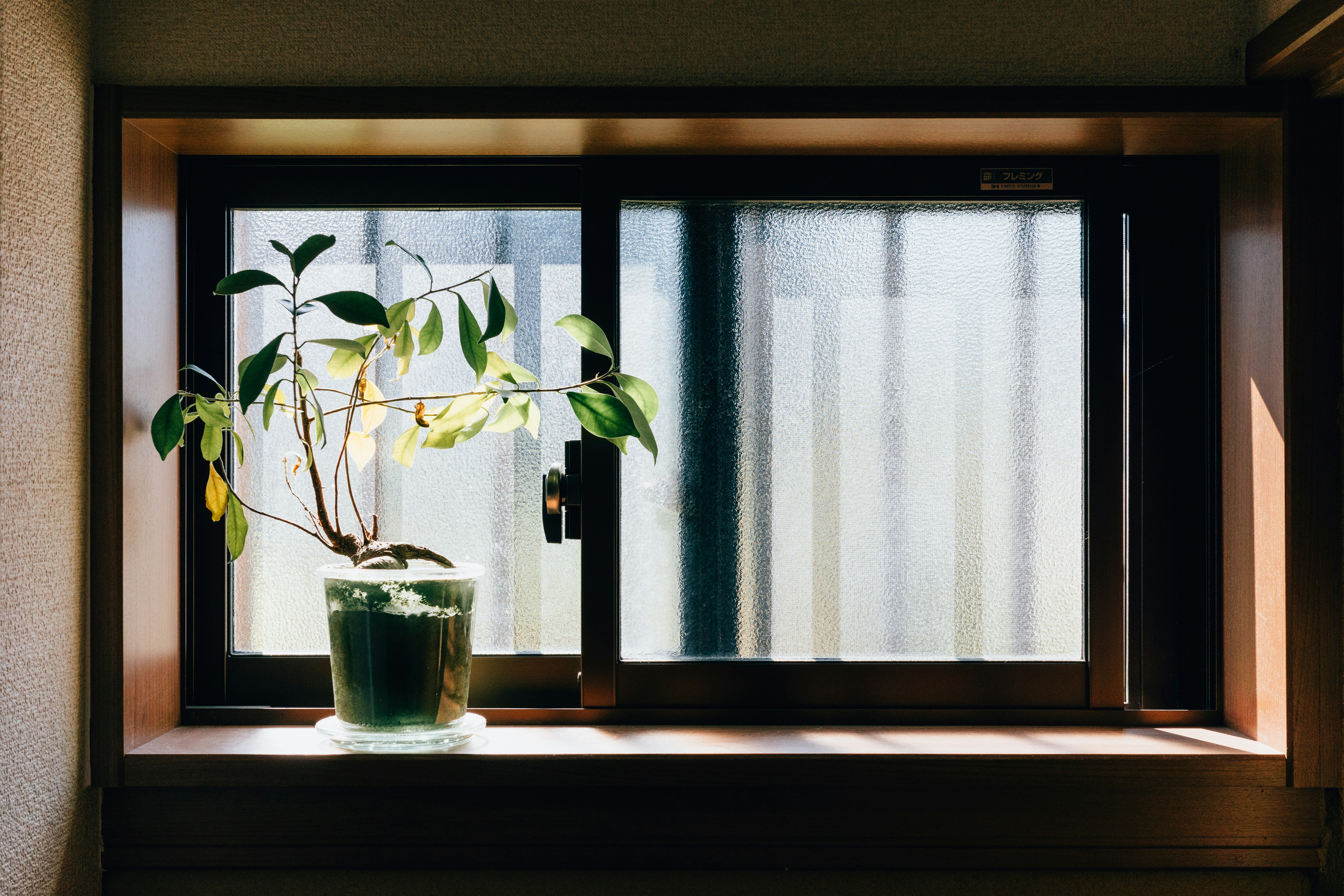 窓辺に置かれた観葉植物と柔らかな自然光の室内