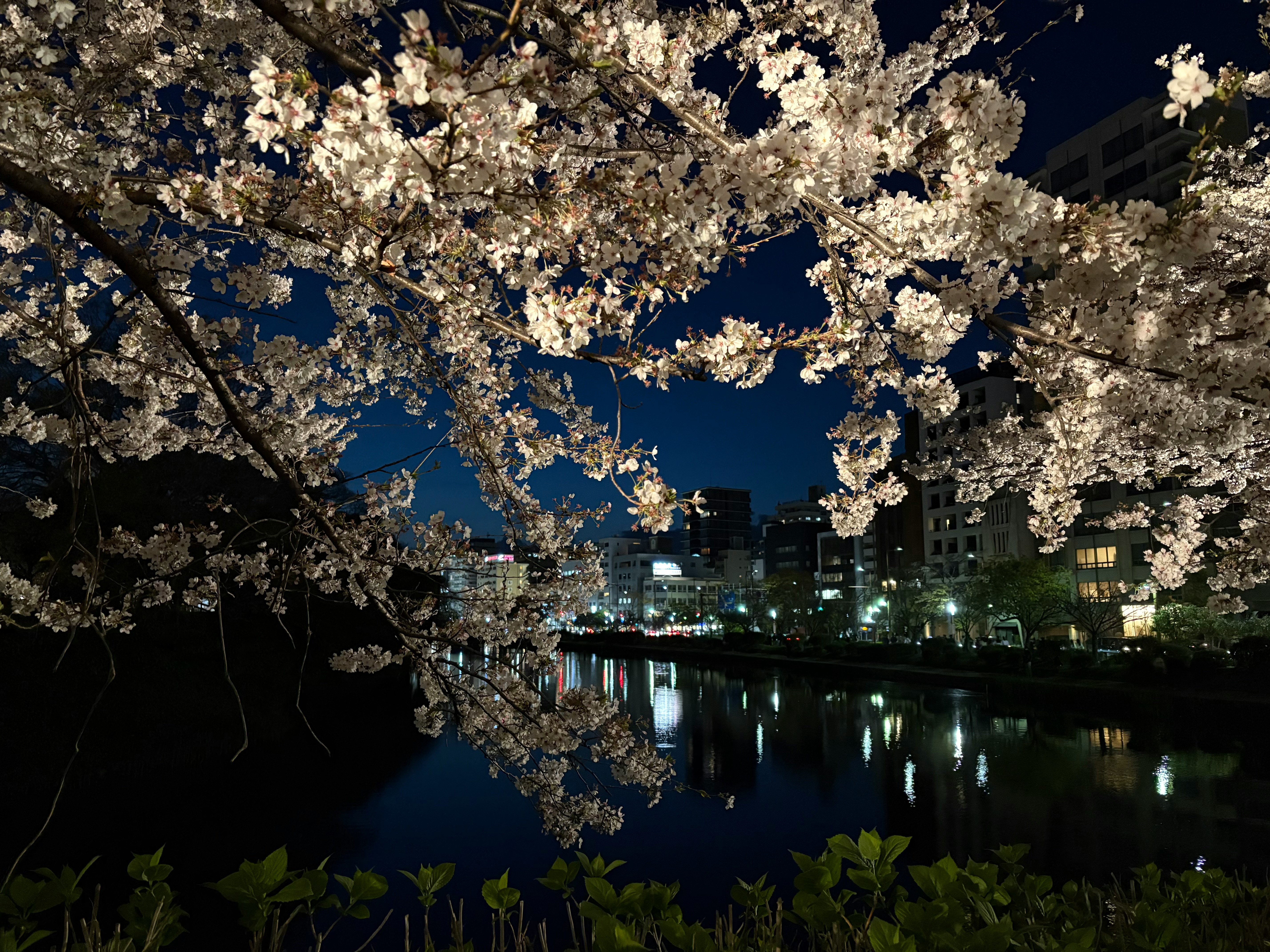 夜の川沿いに咲く桜の枝と街の灯り