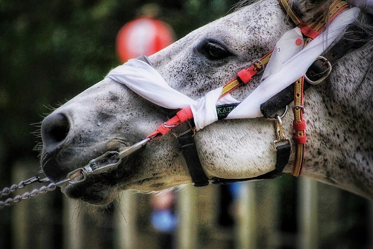 Close-up of a gray horse's face with red accents on the bridle