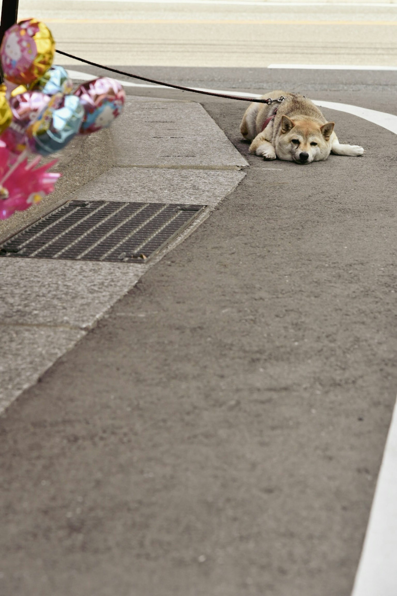 道に寝そべる犬とカラフルな風船