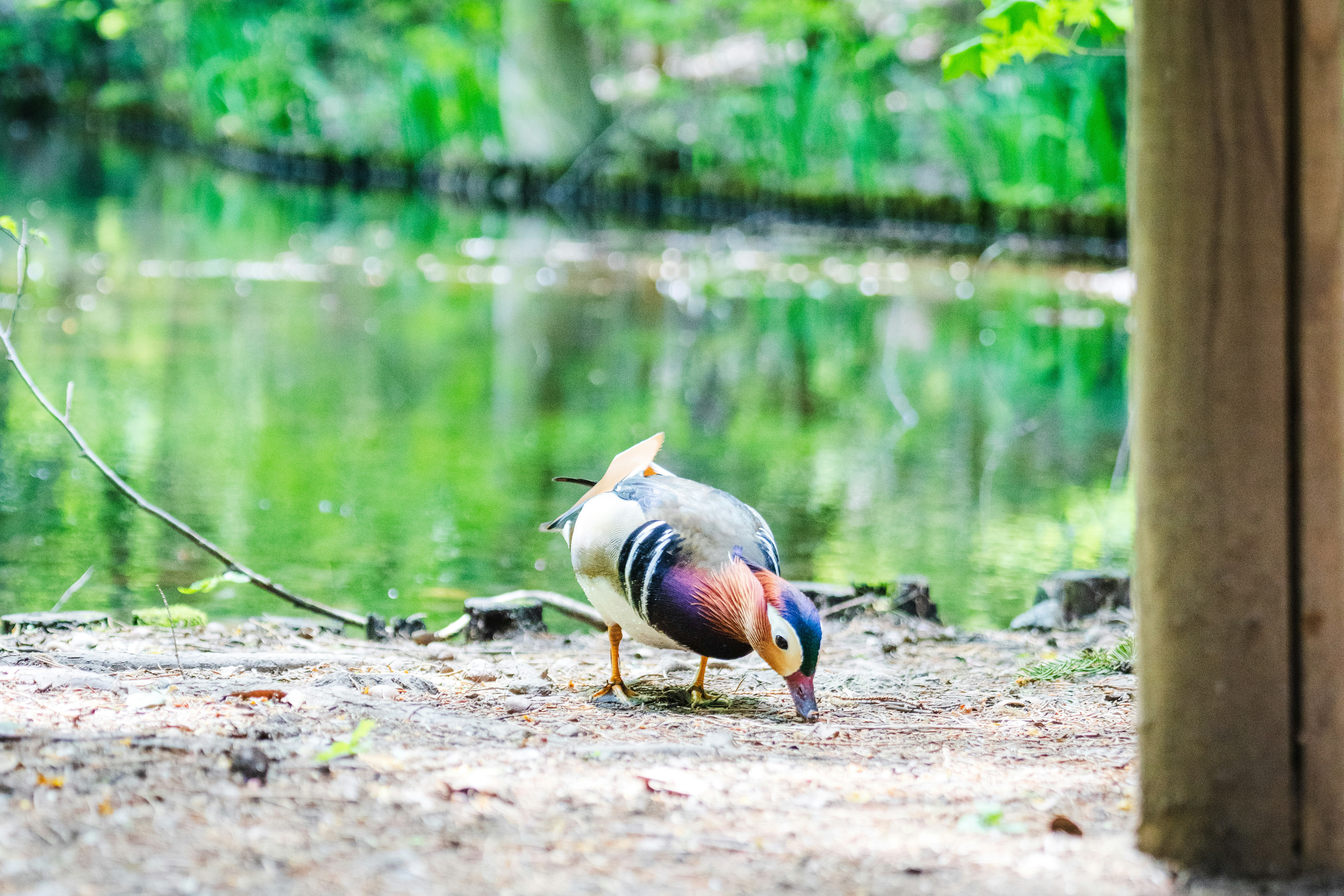 水辺の地面で餌をついばむカラフルな鳥