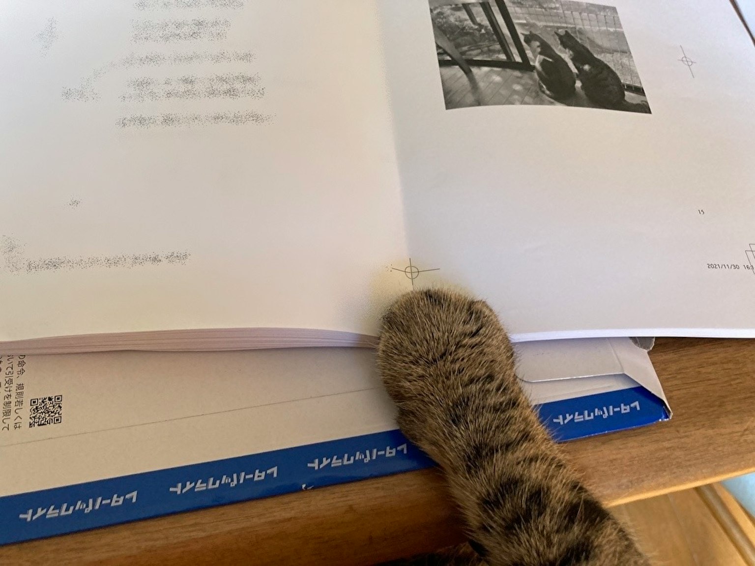Una zampa di gatto che tiene un libro aperto