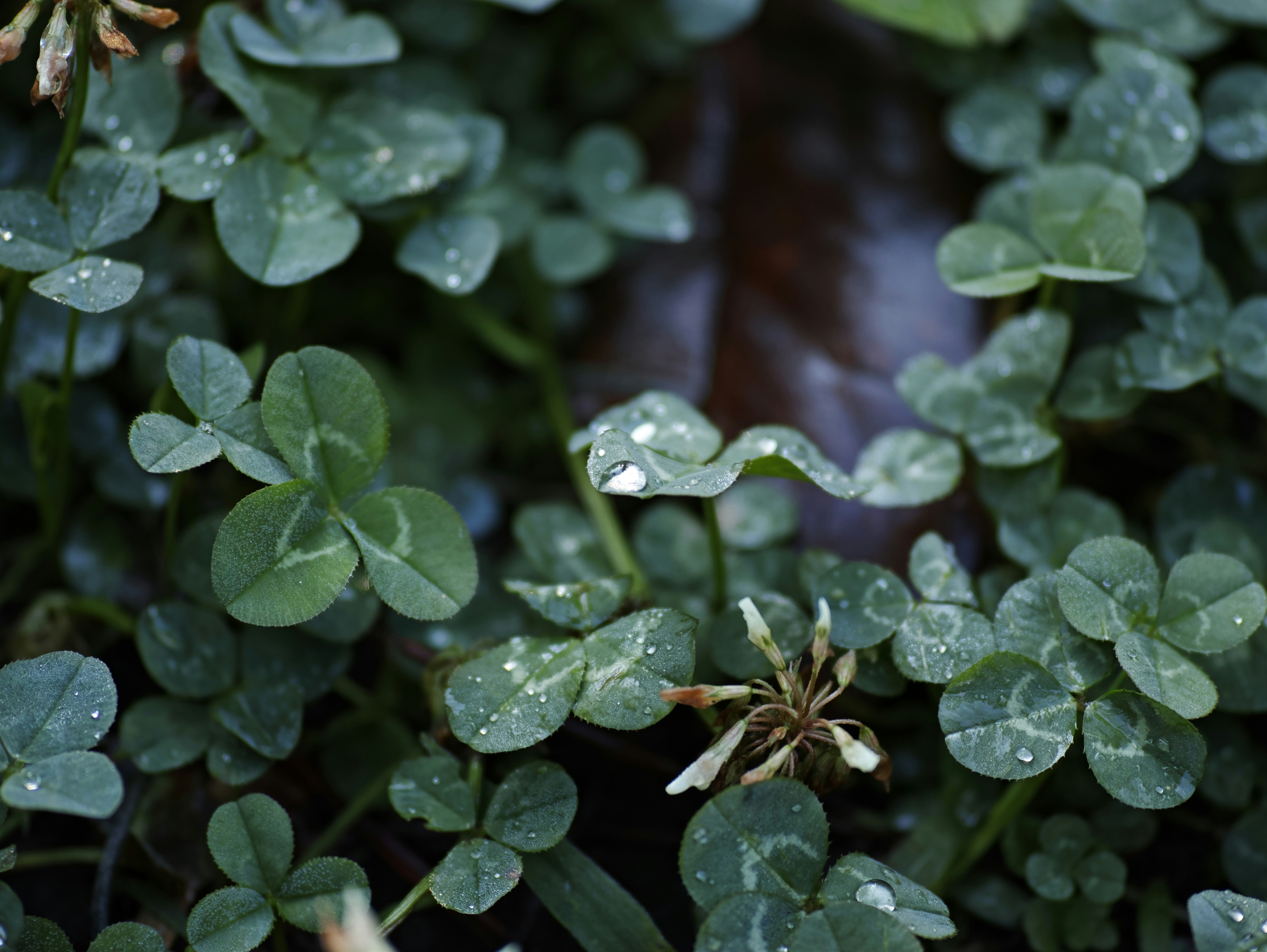 雨粒のついたクローバーの葉が群生する草地