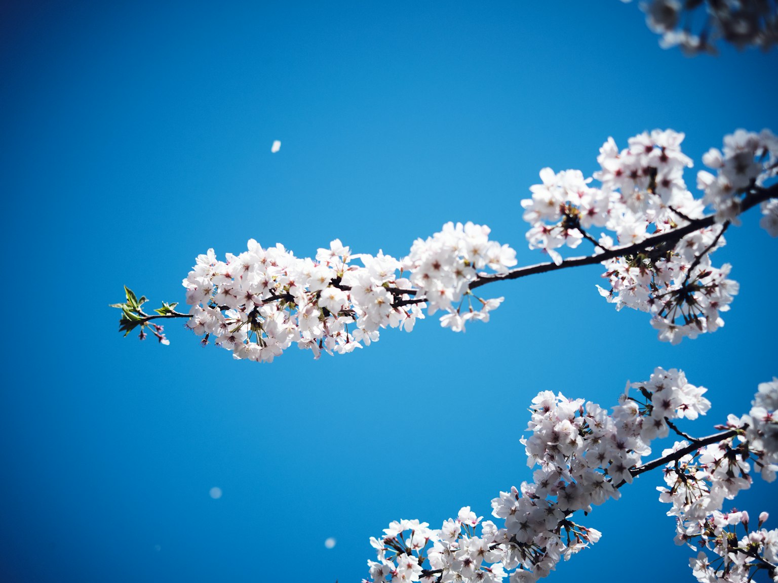 Bunga sakura mekar di bawah langit biru dengan kelopak yang melayang