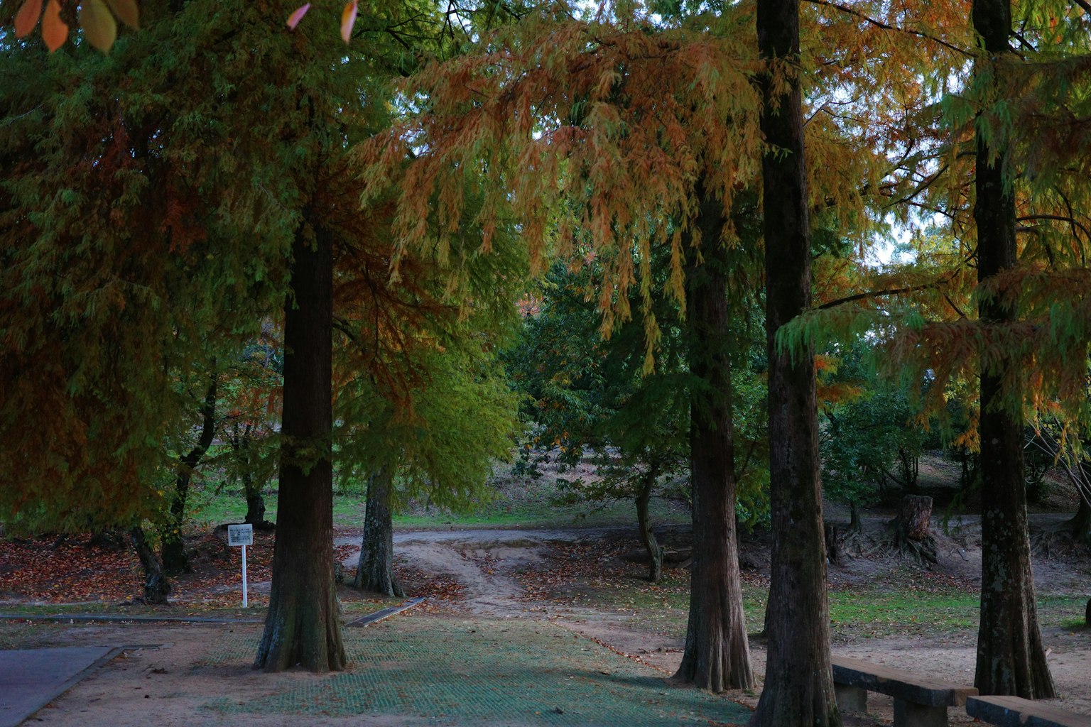 ทิวทัศน์สวนสาธารณะที่มีต้นไม้แสดงสีสันของฤดูใบไม้ร่วง