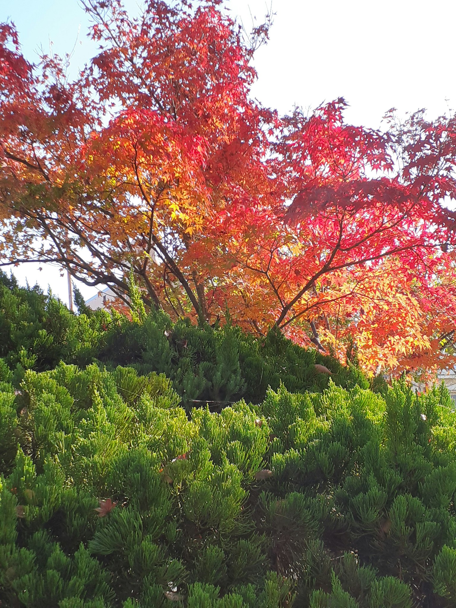 Vibrant autumn foliage tree with lush green shrubs