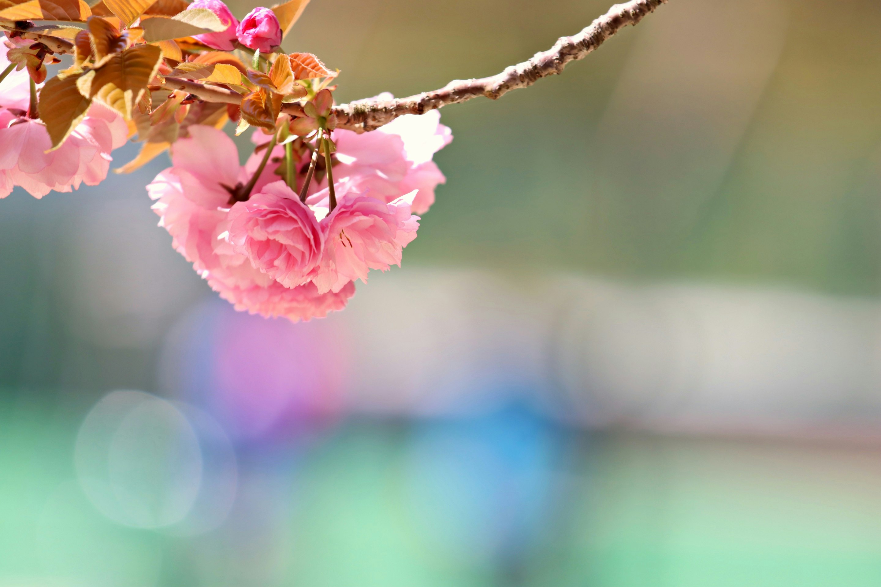 枝先に咲くピンクの花と柔らかなボケの背景