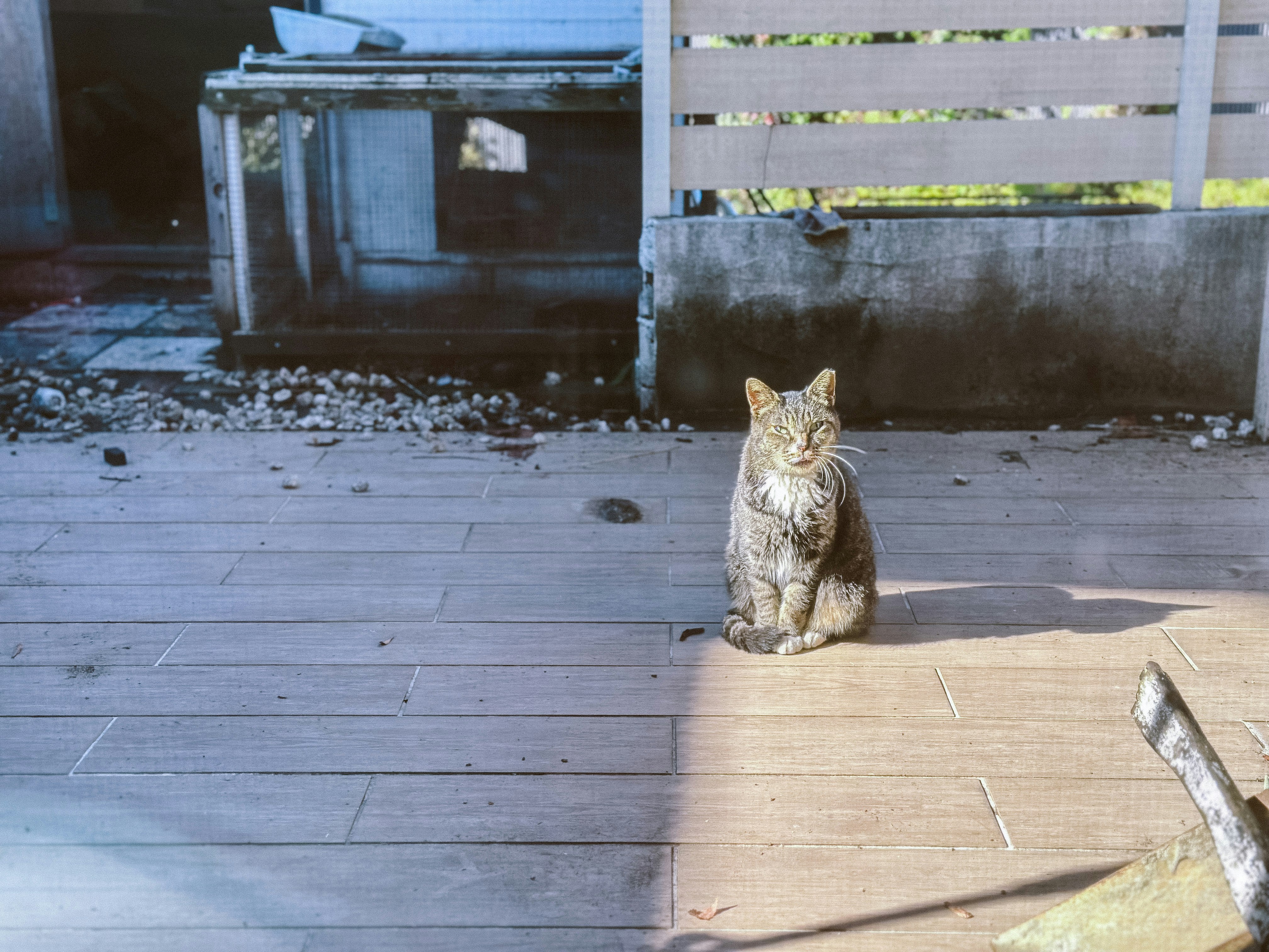 der Stadtteil-Kater Yuu-chan sitzt auf dem Boden der Gasse