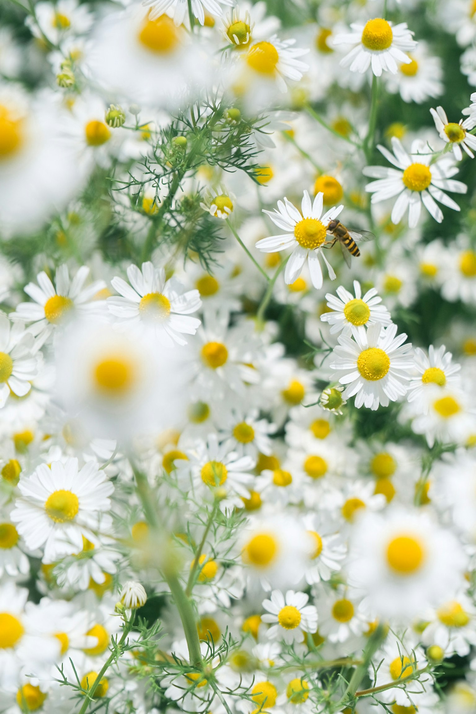 Un campo de margaritas blancas con centros amarillos floreciendo abundantemente