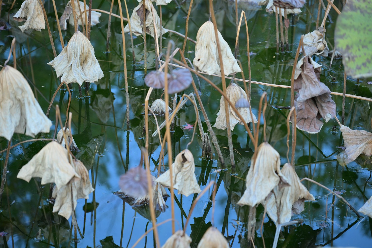 Fleurs de lotus sèches et tiges reflétées sur la surface de l'eau