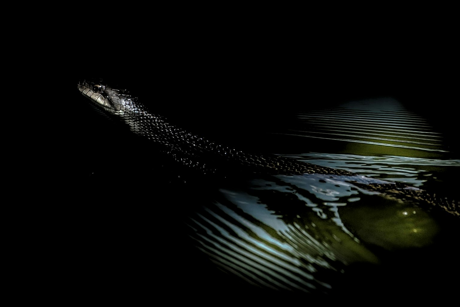 Glänzende Silhouette eines Fisches vor dunklem Hintergrund