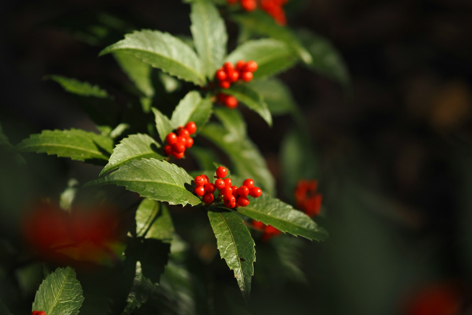 Close-up tanaman dengan daun hijau dan buah merah