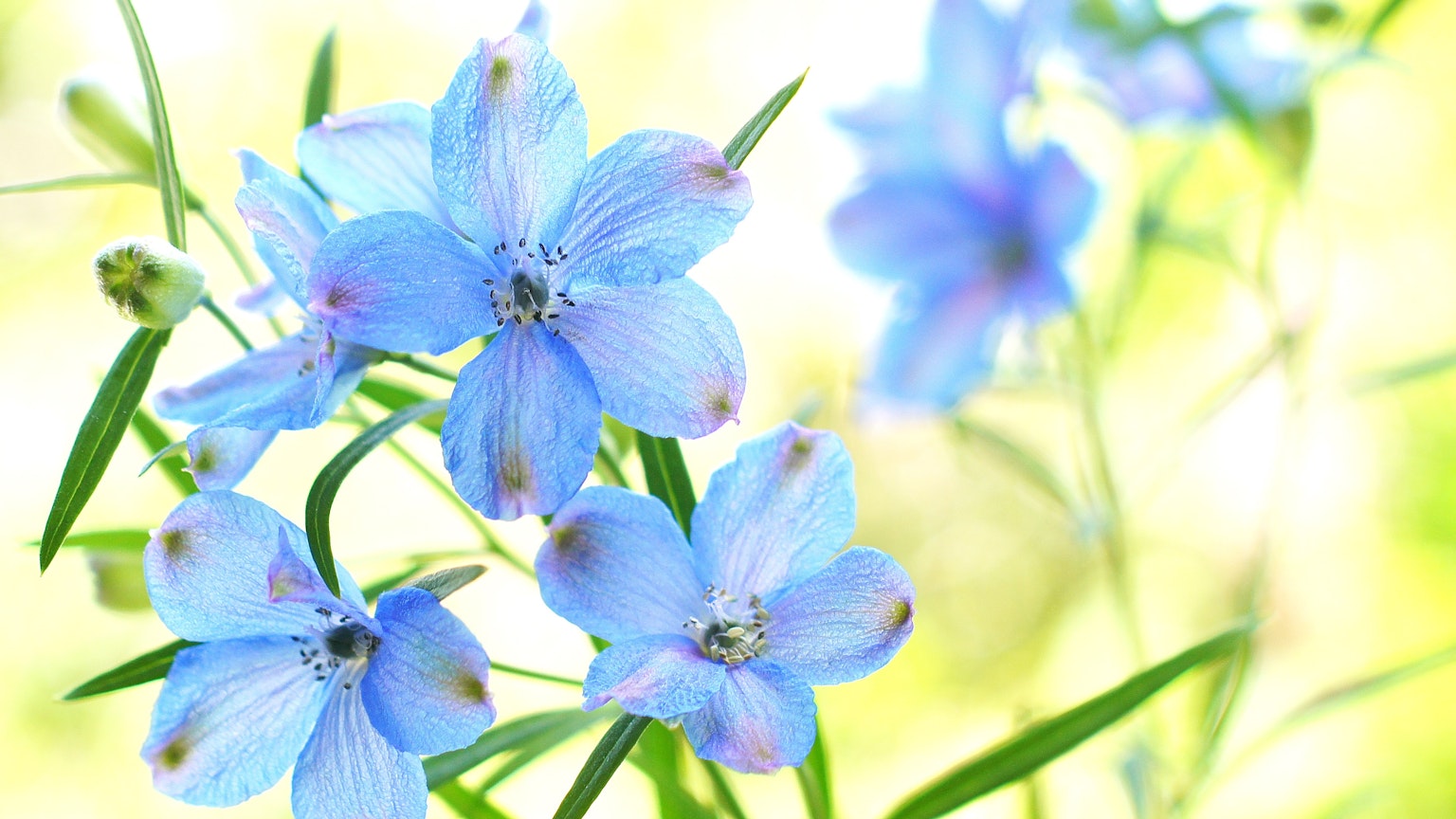 Bild von zarten blauen Blumen mit einem sanften Hintergrund