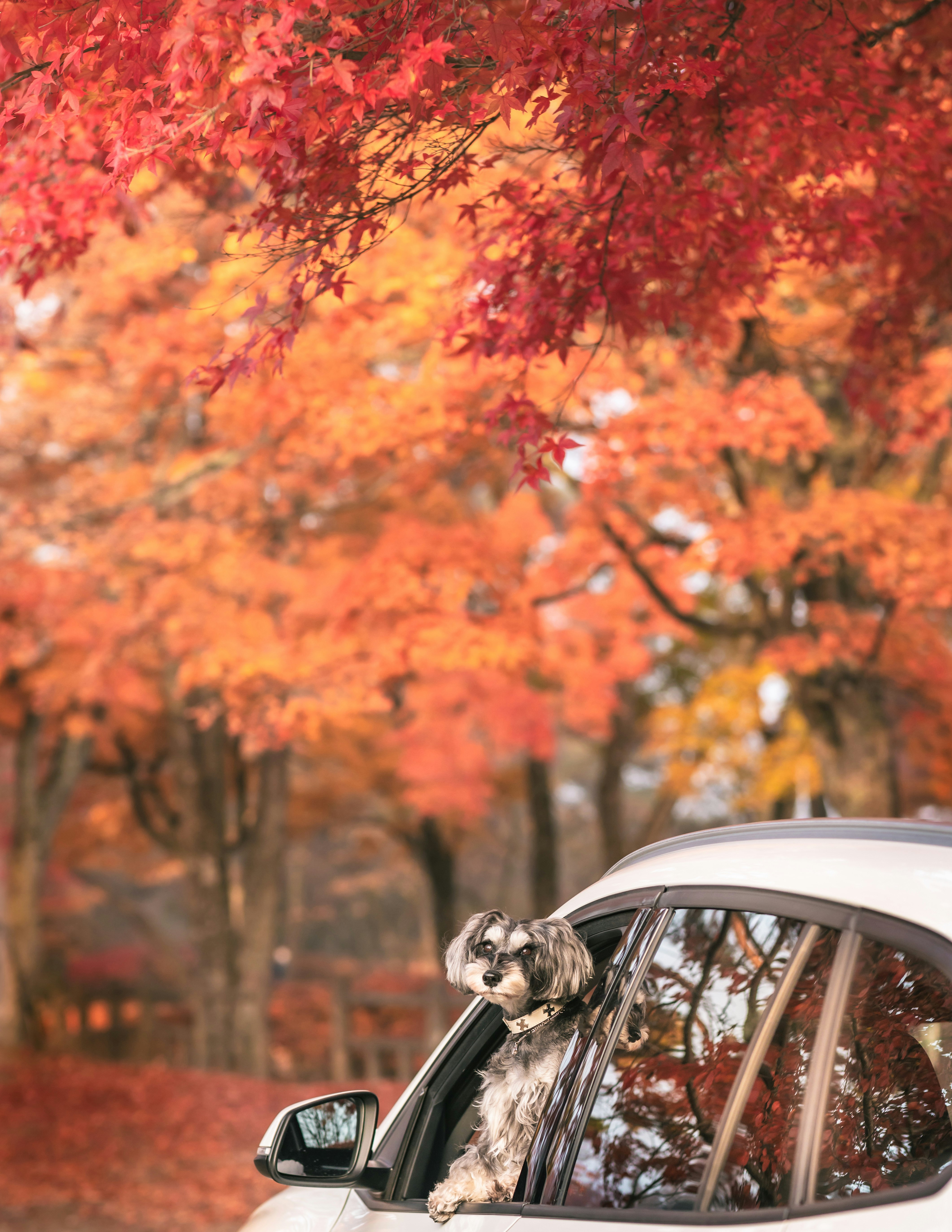 Un perro asomado por la ventanilla de un coche en una carretera con árboles de otoño
