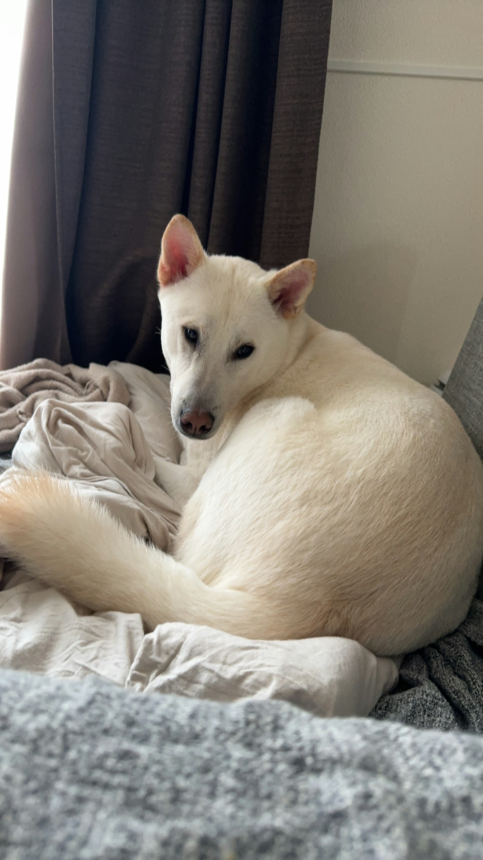 Un cane bianco si riposa su un divano
