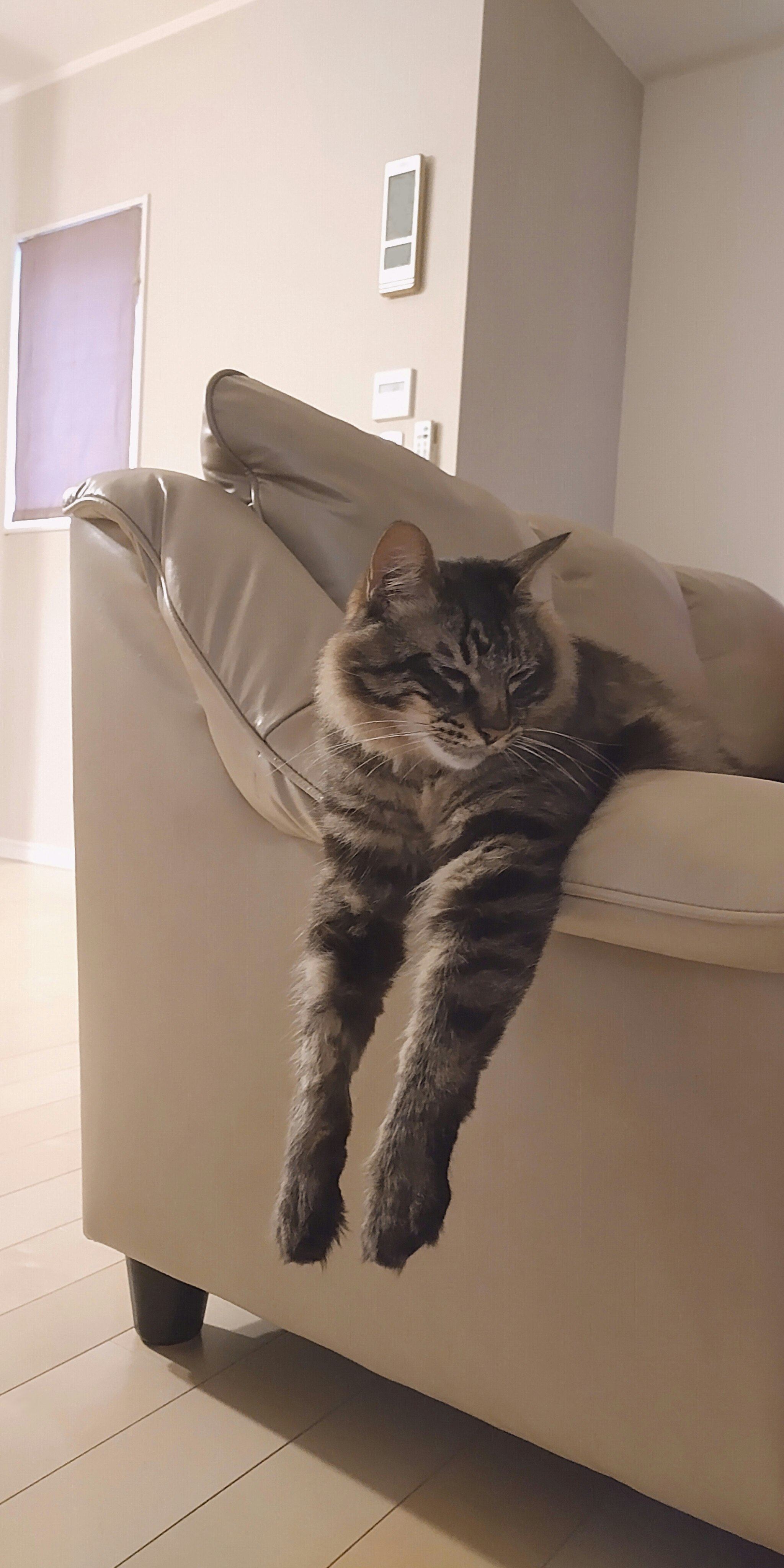 ソファで熟睡する飼い猫の寝相