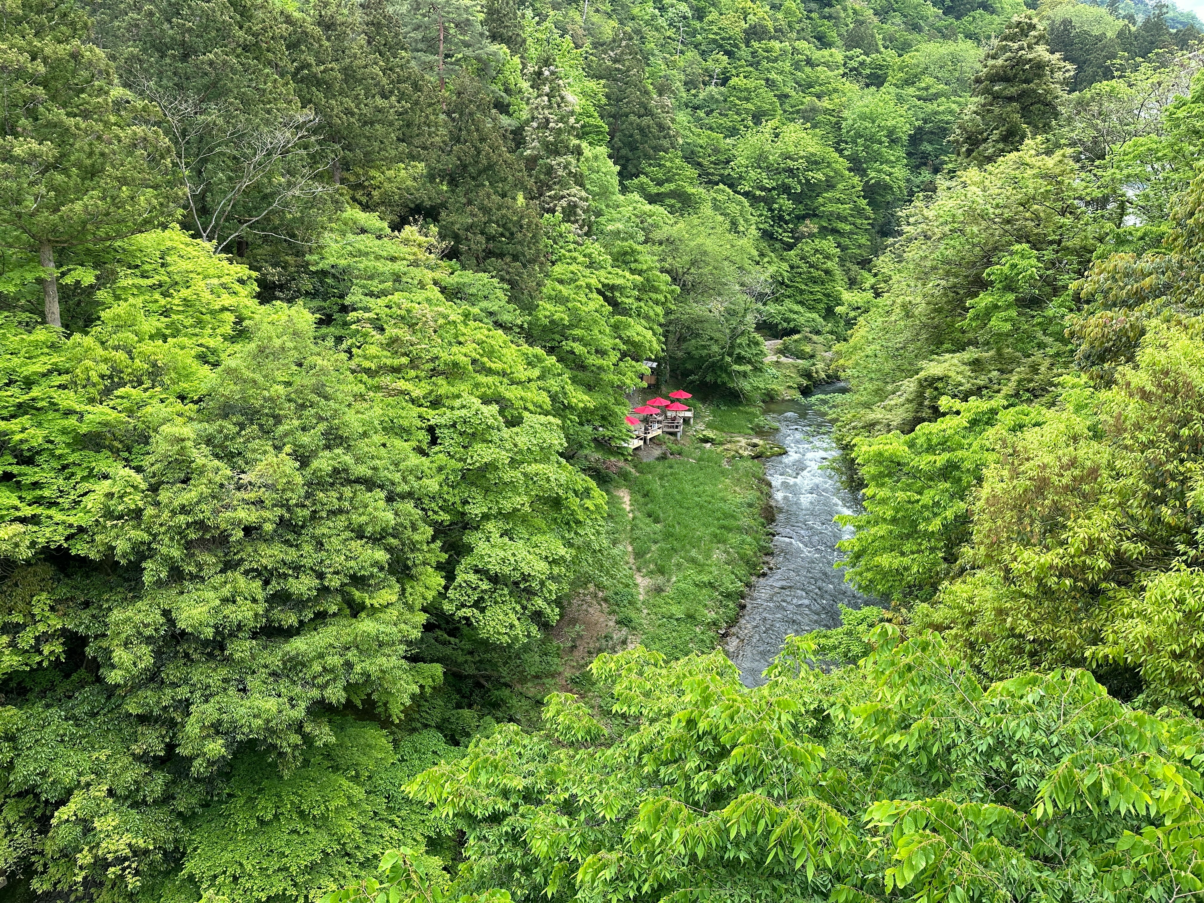 緑の渓谷を流れる川と山中温泉の鶴仙渓の景観
