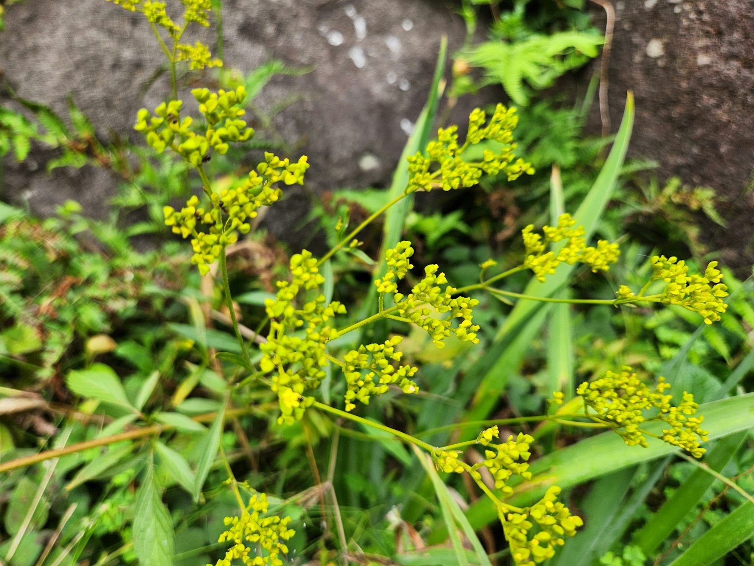 Planta con hojas verdes y pequeñas flores amarillas creciendo cerca de una roca