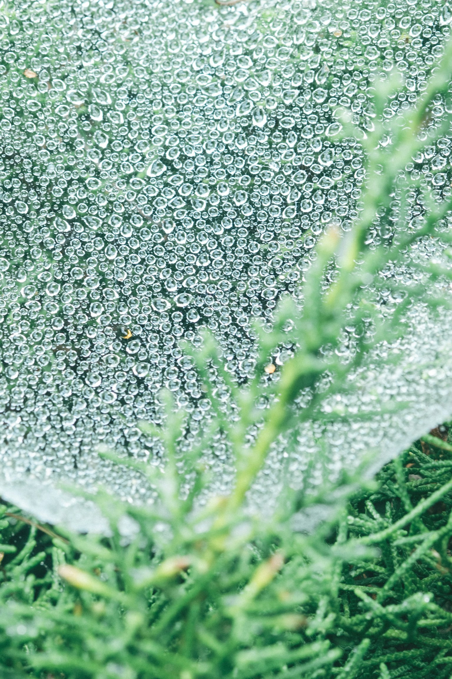Hoja con gotas de agua y plantas verdes