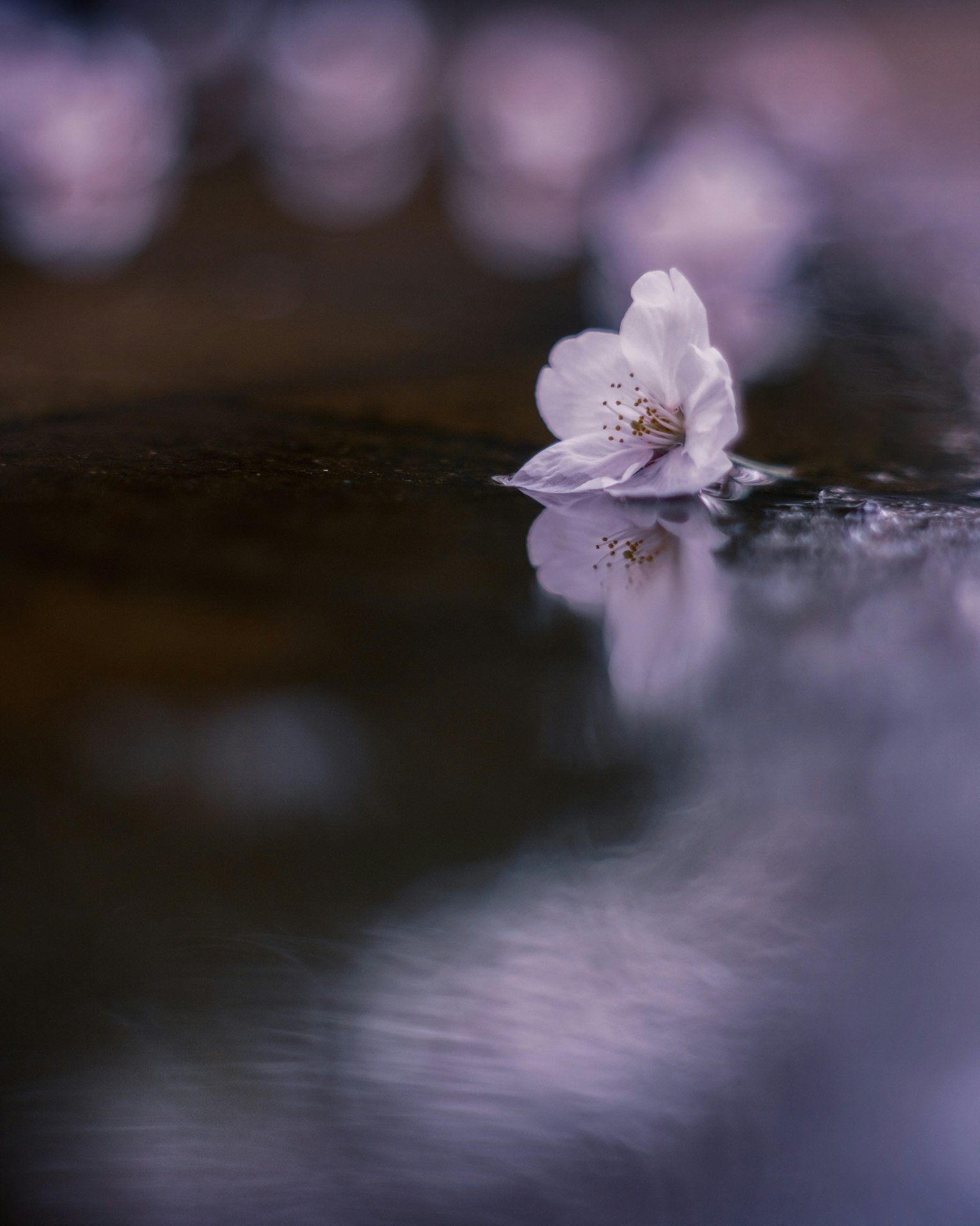 Gros plan d'une fleur de cerisier flottant sur l'eau avec un arrière-plan flou