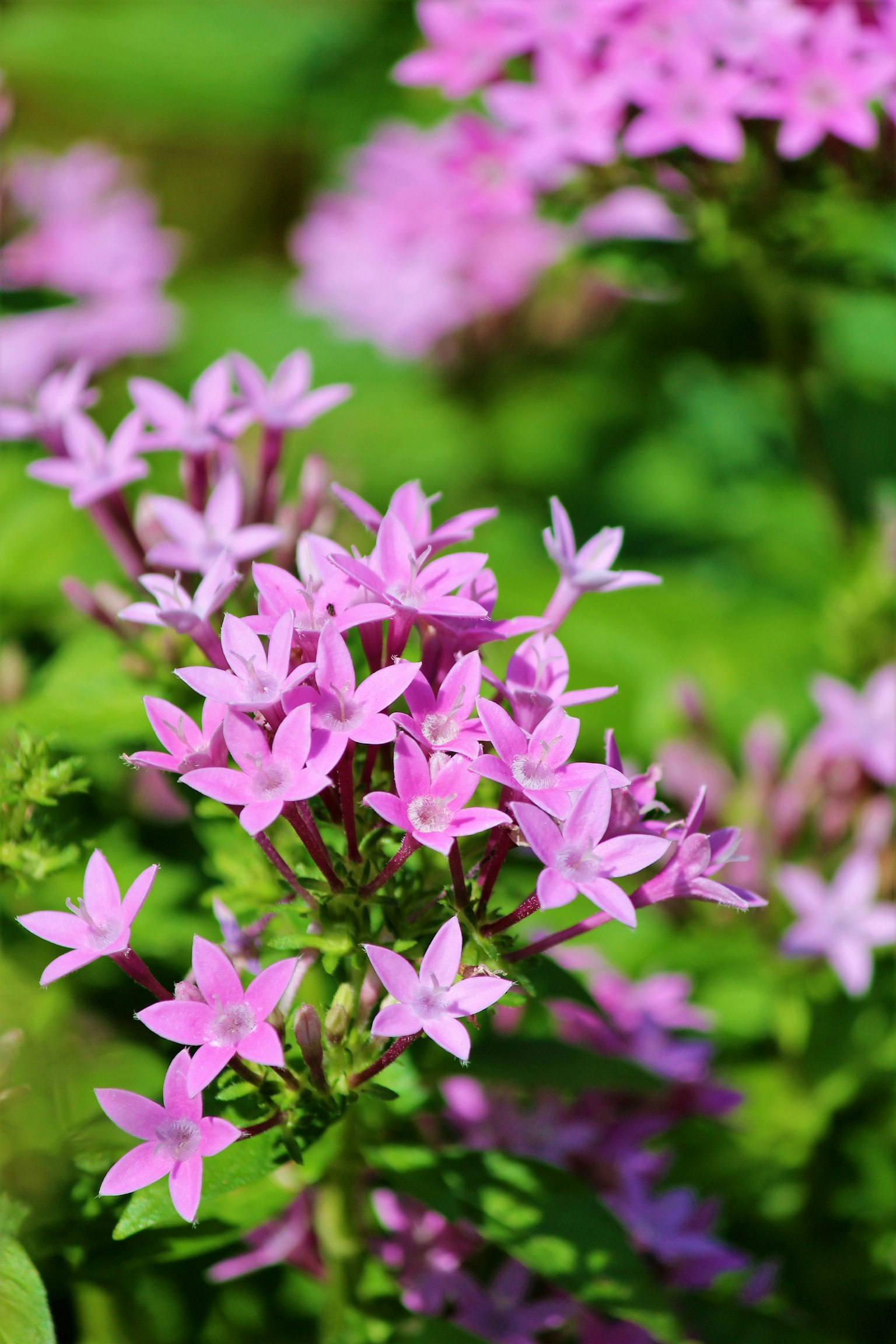 Gros plan d'une plante avec des fleurs roses vives