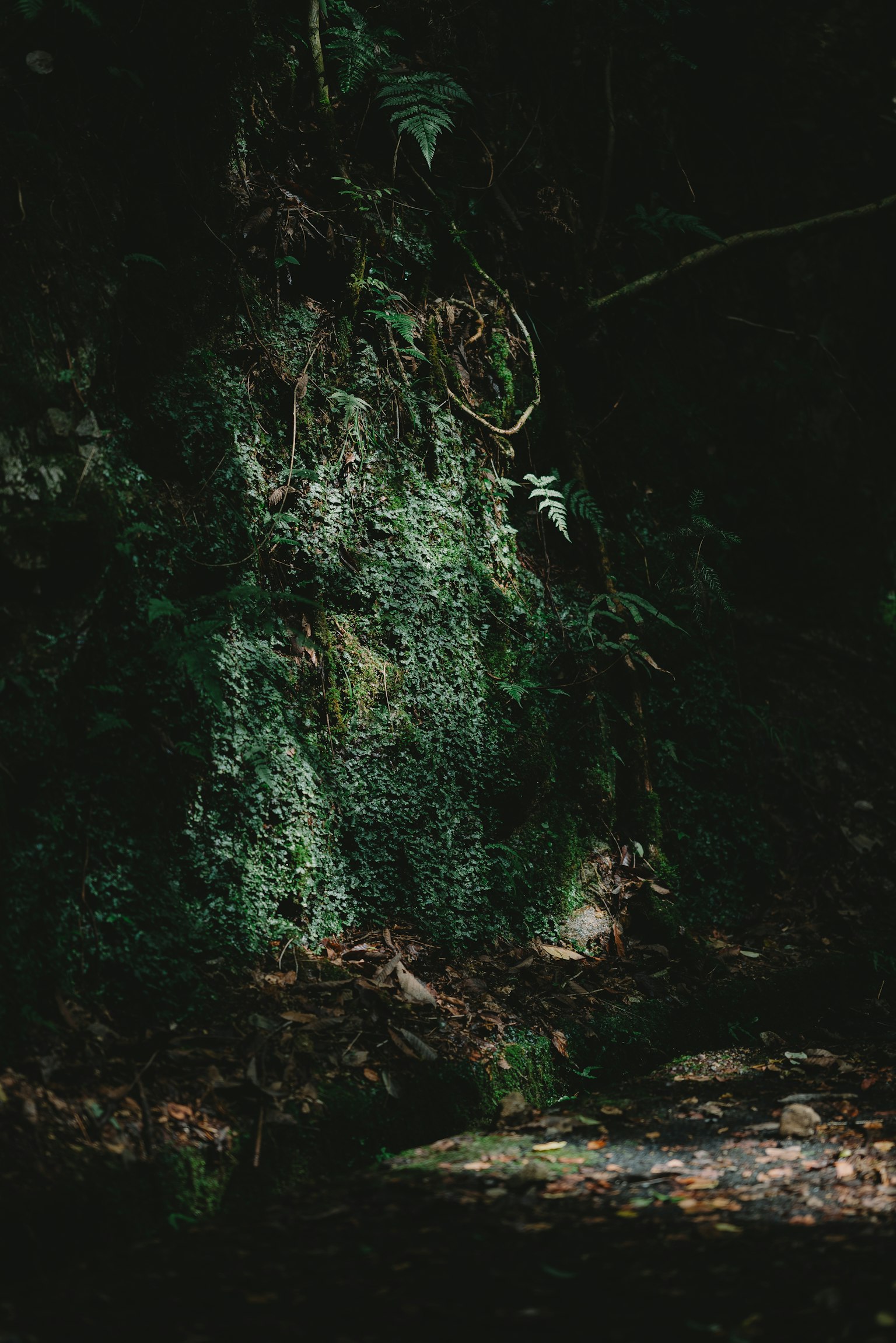 Roca cubierta de musgo iluminada por una luz suave en un bosque oscuro