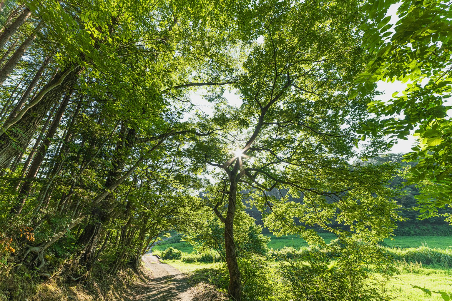 Bellissimo paesaggio con la luce del sole che filtra attraverso alberi verdi lussureggianti