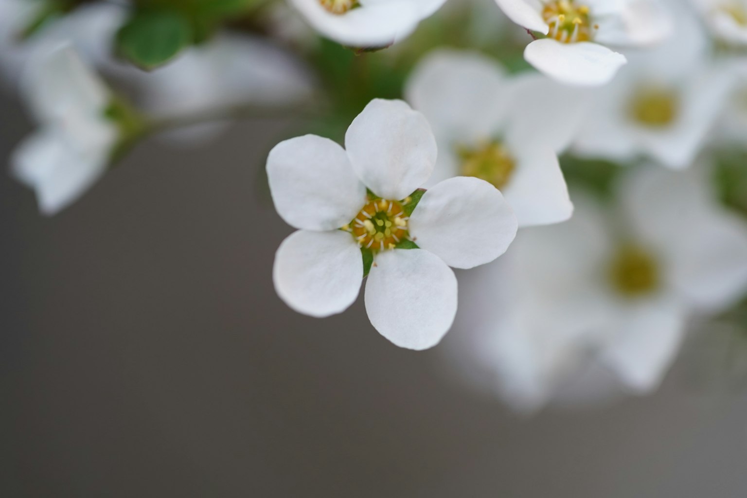 白色花朵特写，中心有黄色雄蕊，模糊的绿色背景