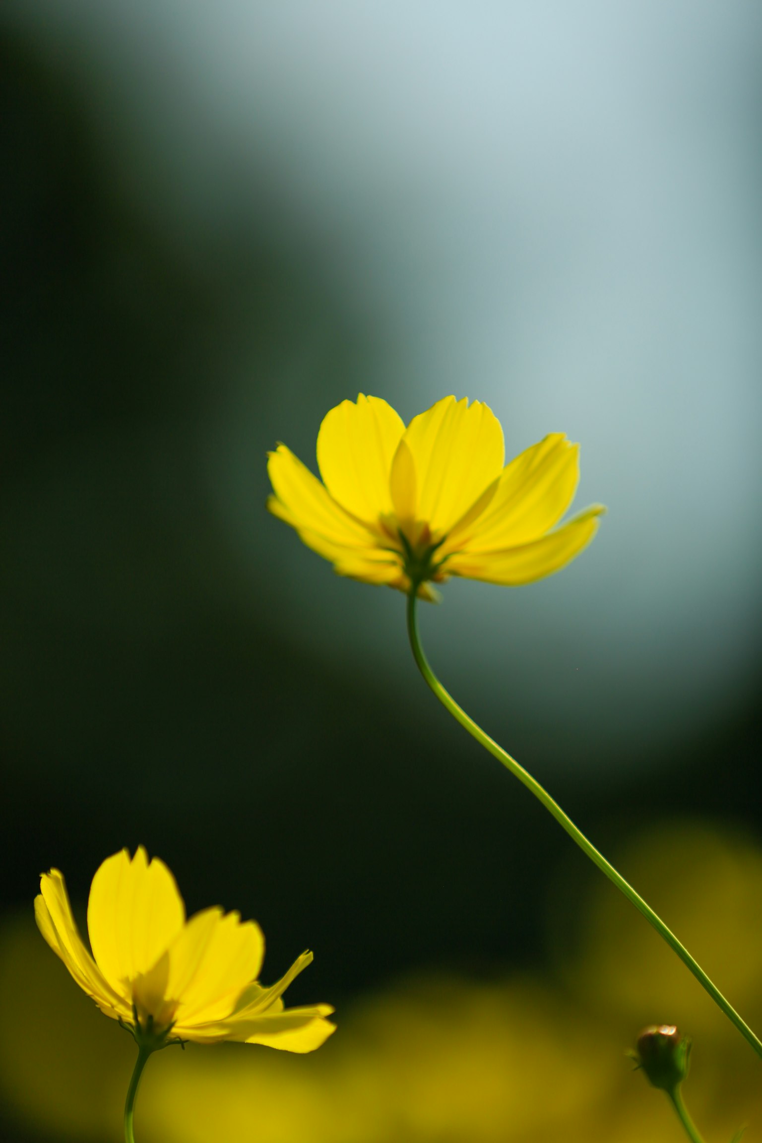 Flores amarillas con un suave fondo azul