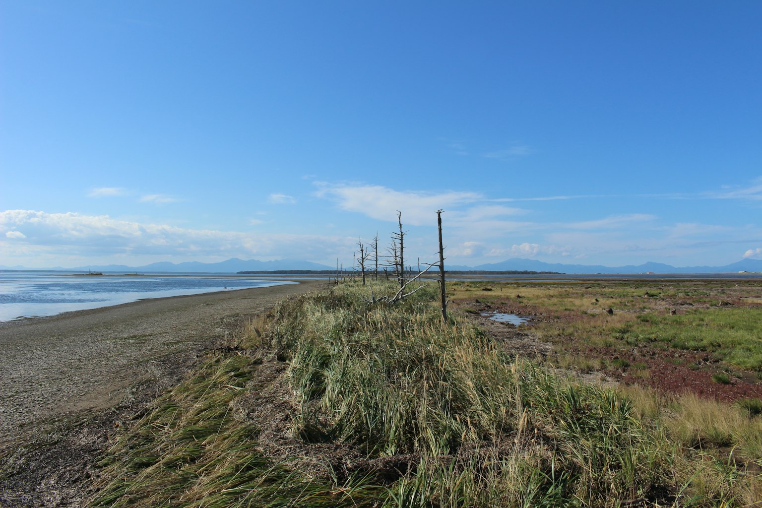 蓝天之下有几根电线杆和草地的风景
