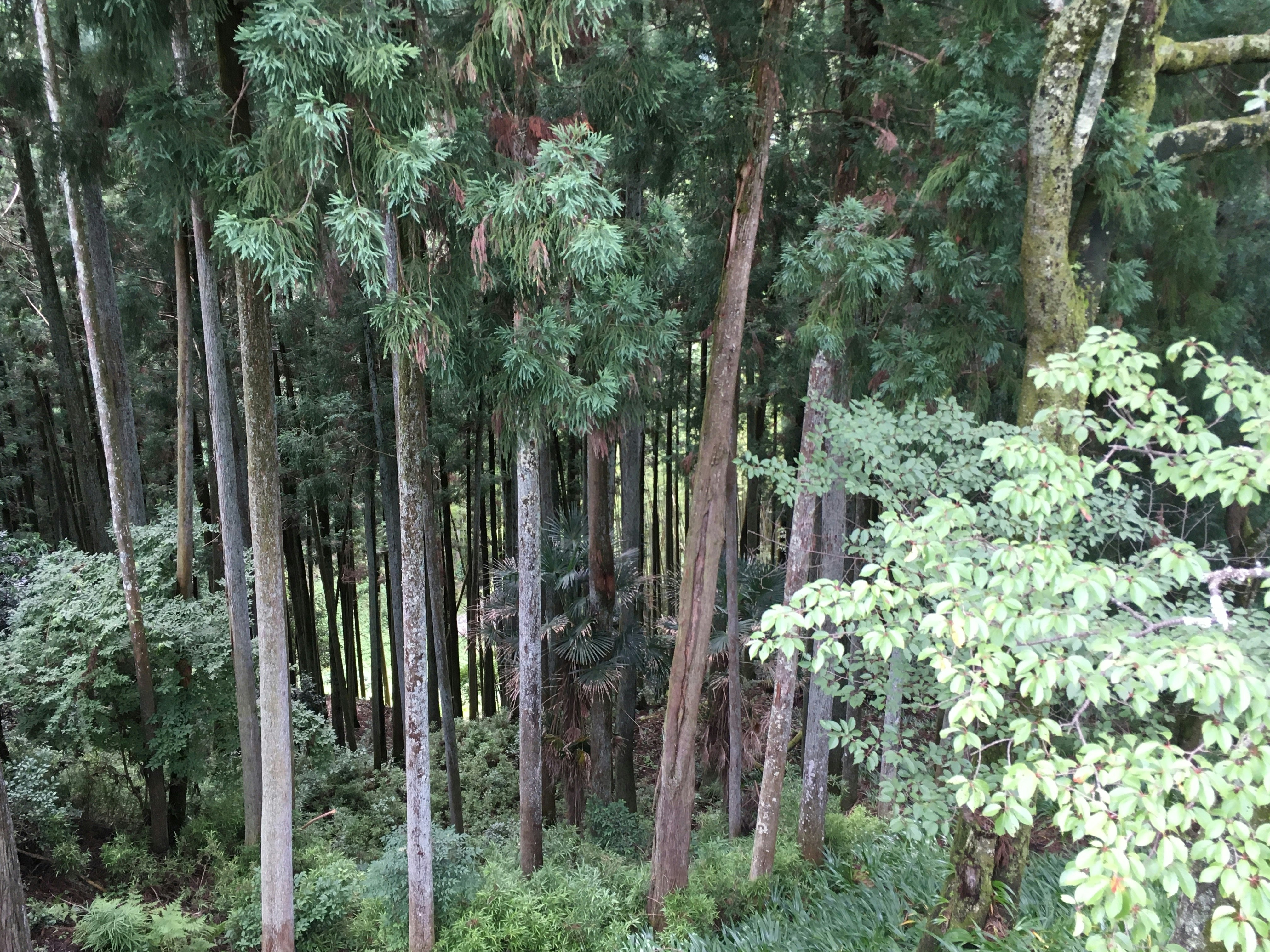 paesaggio di foresta rigogliosa con alberi e sottobosco
